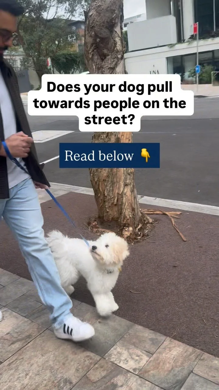 Does your dog want to say HELLO to everyone on the street while going for a walk, and often this lead to jumping up!!?
Well I’m sure it can get a bit frustrating leading a mini bulldozer around, it’s also not a socially appropriate beha