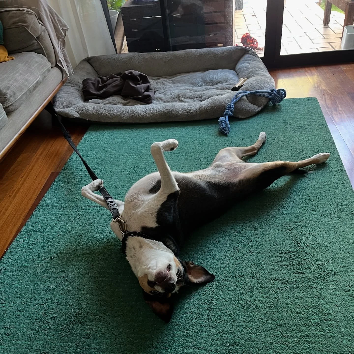 The best part about my job is learning about each dog’s unique personality - and when they just make me laugh