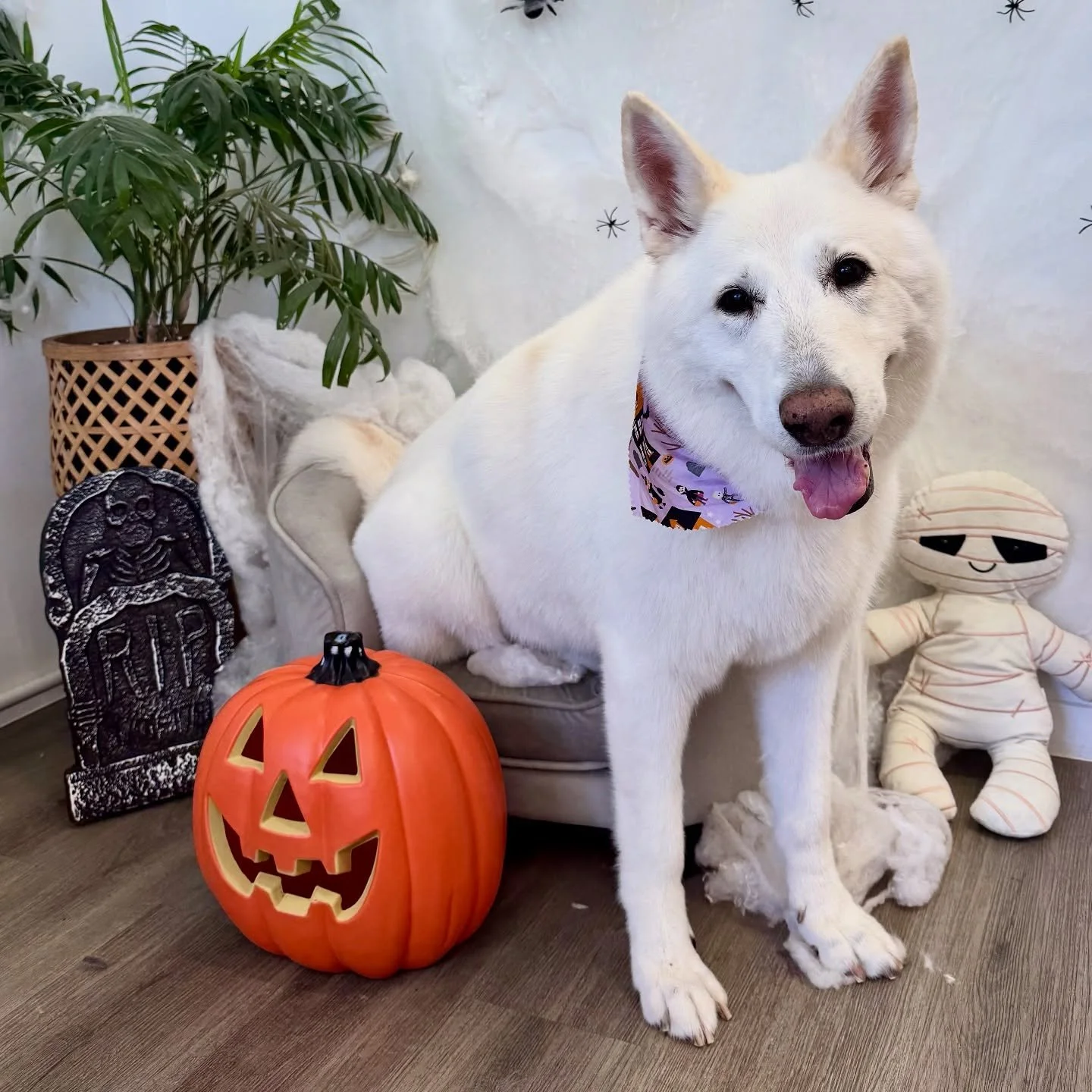 Happy Halloween! #treatortreat 🎃