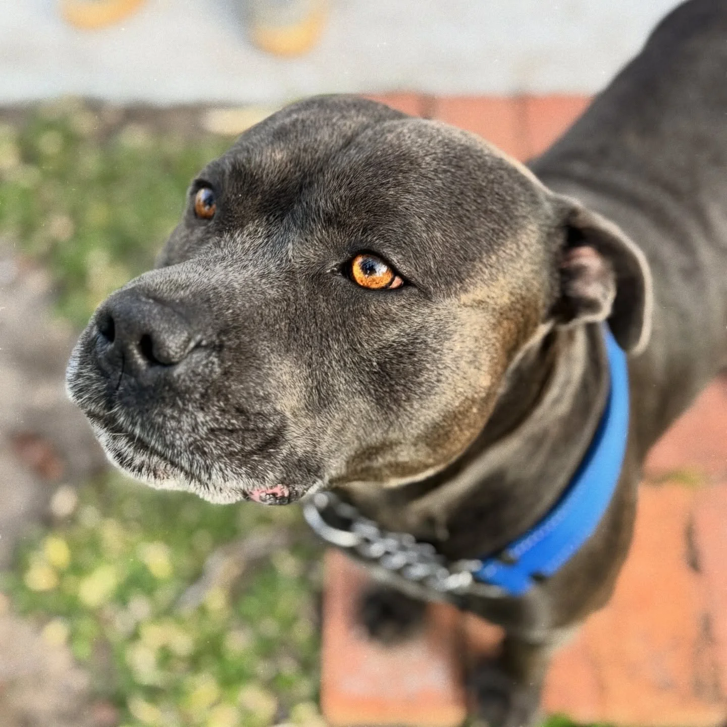 A moment for my client Odin and his beautiful eyes 😍