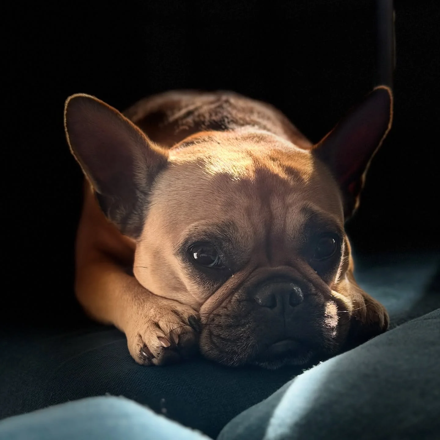 👩&zwj;🏫🐾 I&rsquo;ve officially started my clinical canine behaviourist study. I&rsquo;ve always been fascinated with the science and meaning behind behaviour, especially in dogs. I can&rsquo;t wait to become more specialised in the behaviour realm