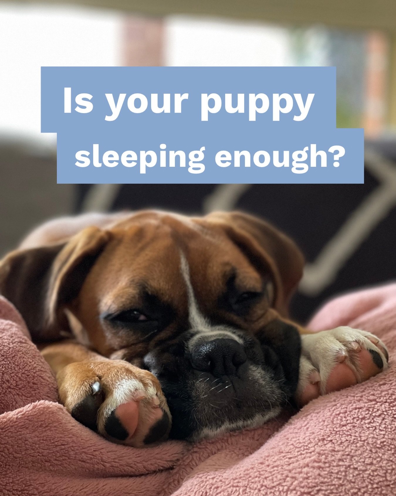 Most new puppy owners are surprised to learn that young puppies need up to 18&ndash;20 hours of sleep per day.

When puppies don&rsquo;t get enough sleep, we often see:
- Bitey, frustrated, over-the-top behaviour
- Difficulty settling or &ldquo;switc