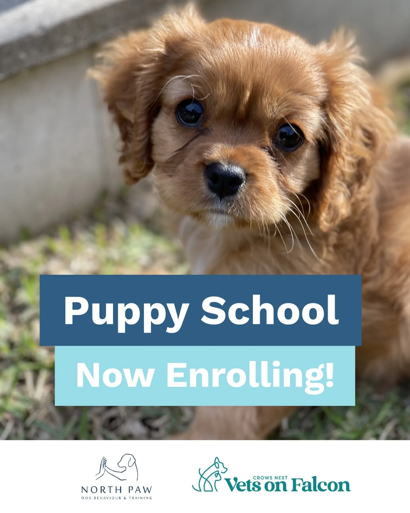 North Paw Puppy School located in Crows Nest at Vets on Falcon is finally here &mdash; small, intentional, and built around the stuff that actually matters in those first few months.

We cover everything from reading your puppy&rsquo;s body language 