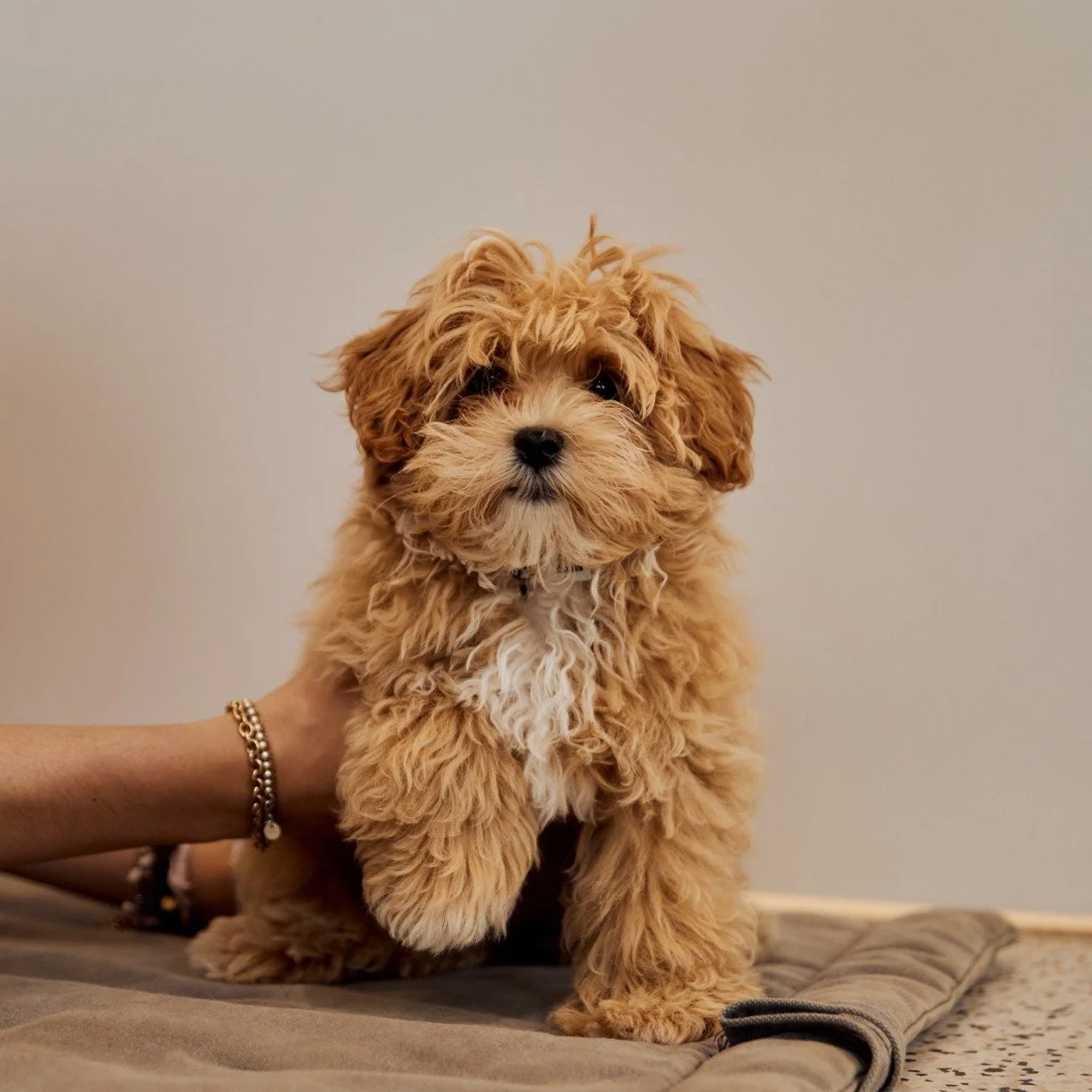 Puppy School is back, but spots are ALMOST GONE!

New puppy at home, or one joining your family soon? I have just a couple of spots left in June and would love to have you along!

Hi neighbours! I'm Jade, owner of North Paw Dog Behaviour and Training