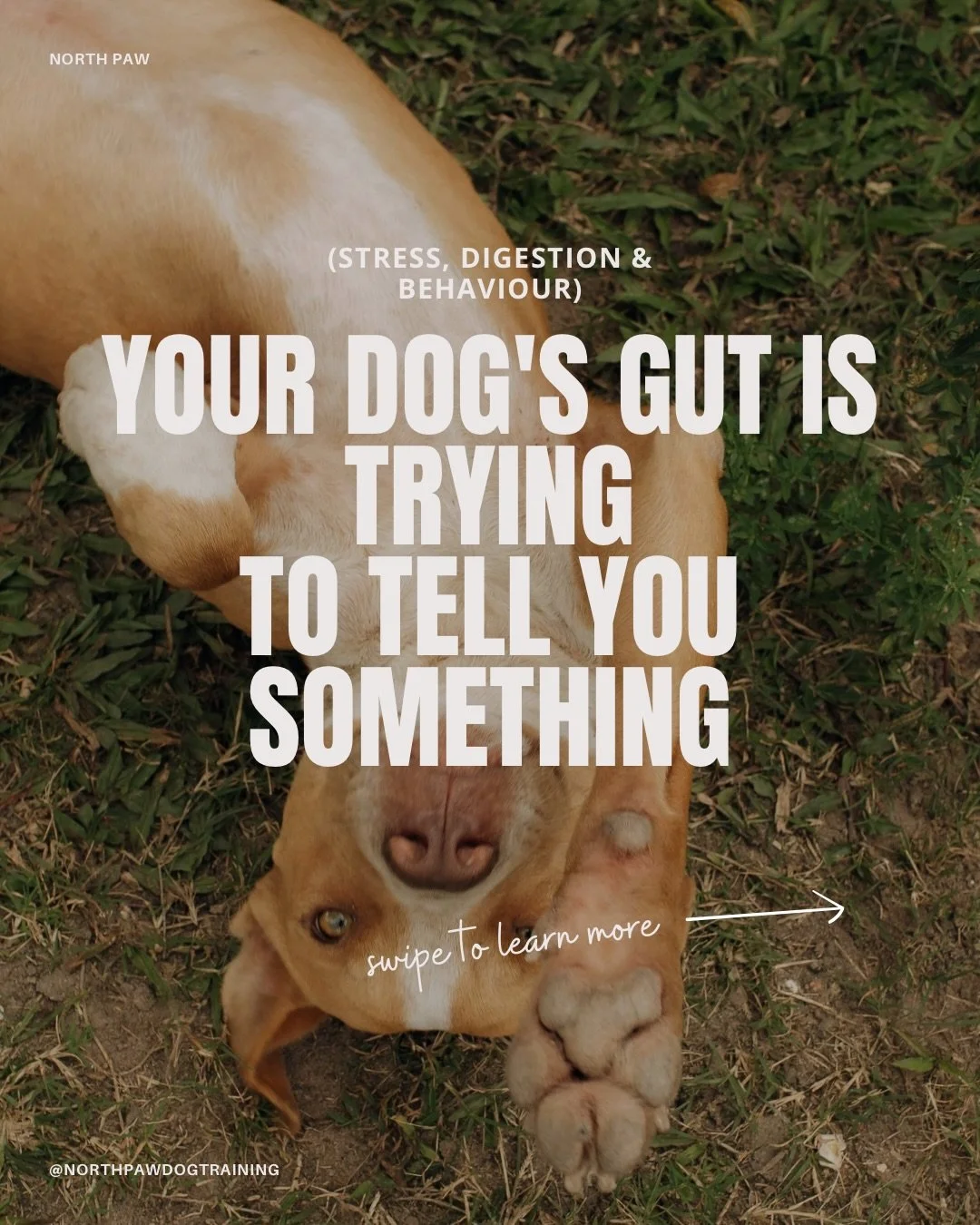 Did you know your dog&rsquo;s gut and brain are in constant conversation? 

The gut-brain axis is a two-way communication highway. Stress, anxiety, and reactivity can all show up in the body in ways we don&rsquo;t always connect.
Loose stools before 