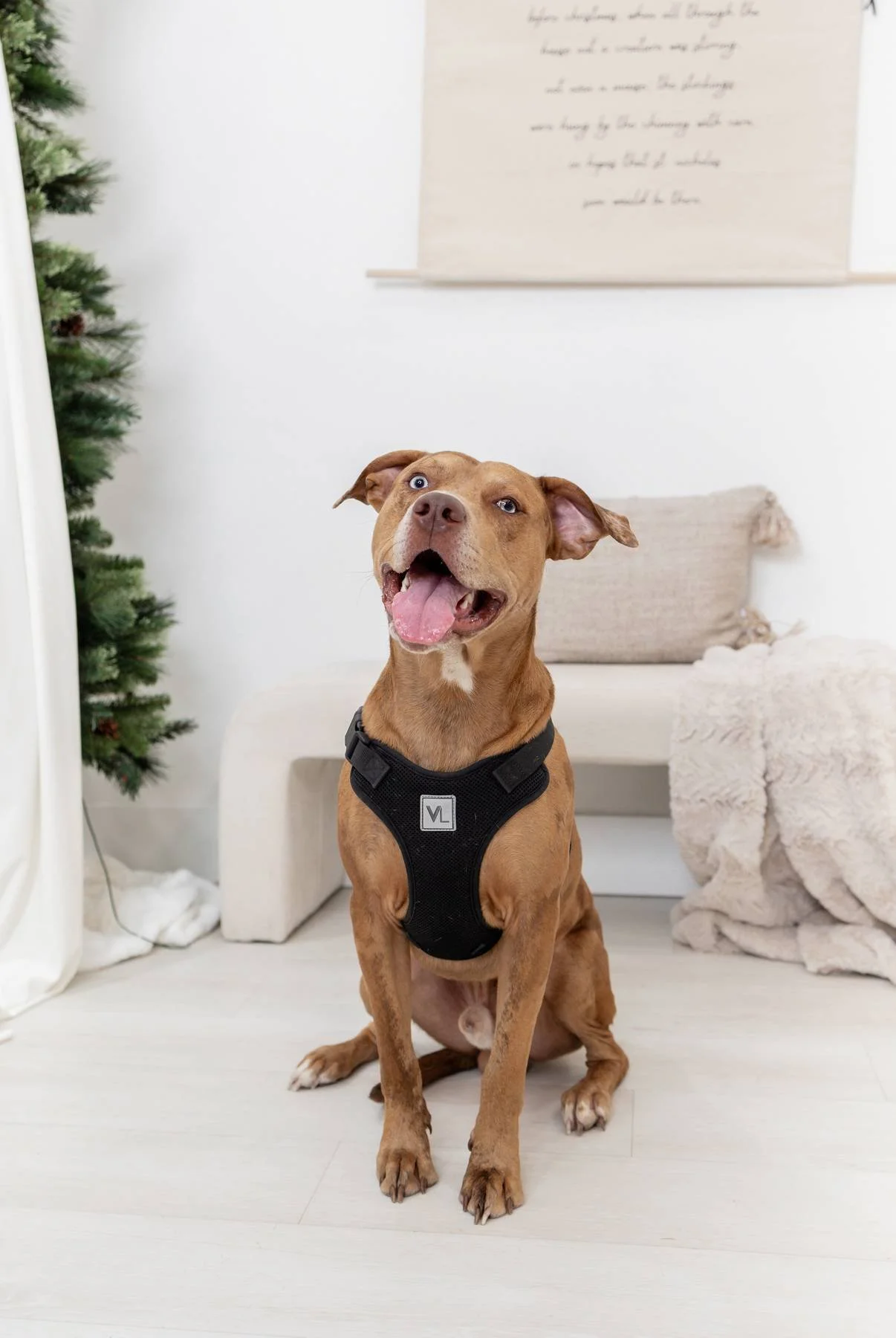 Pup-spiration &amp; Spring Sessions: What’s New at Studio Next Door