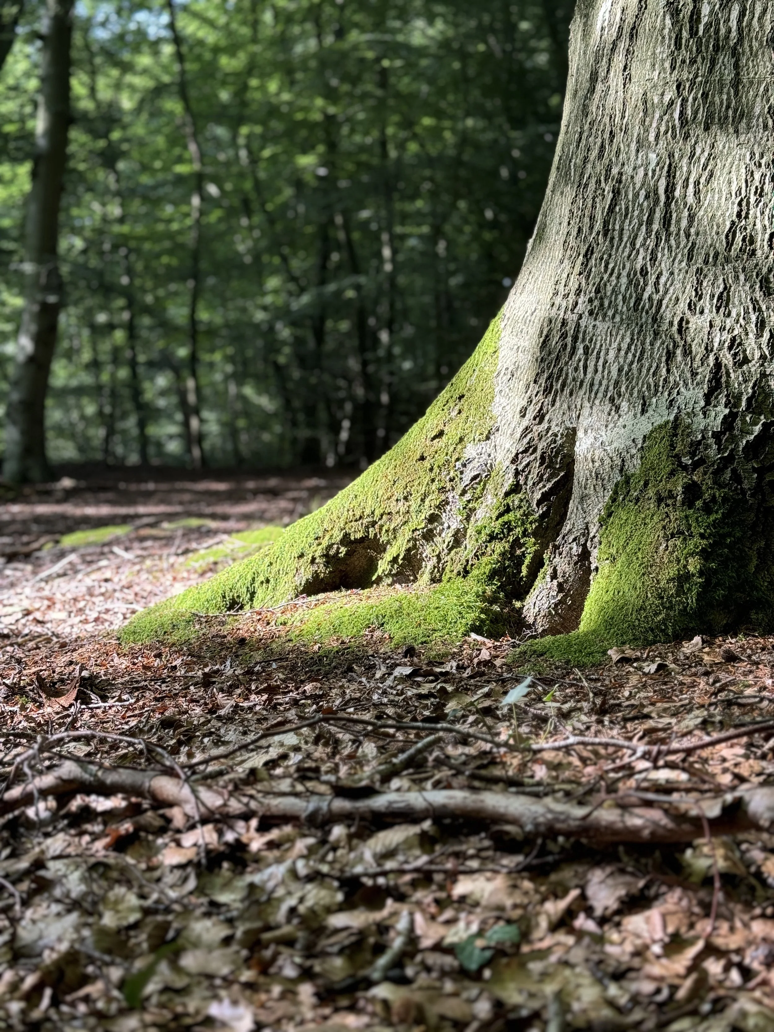 PRAXIS-Seminar: Geomantie - Impulse aus der Natur spüren