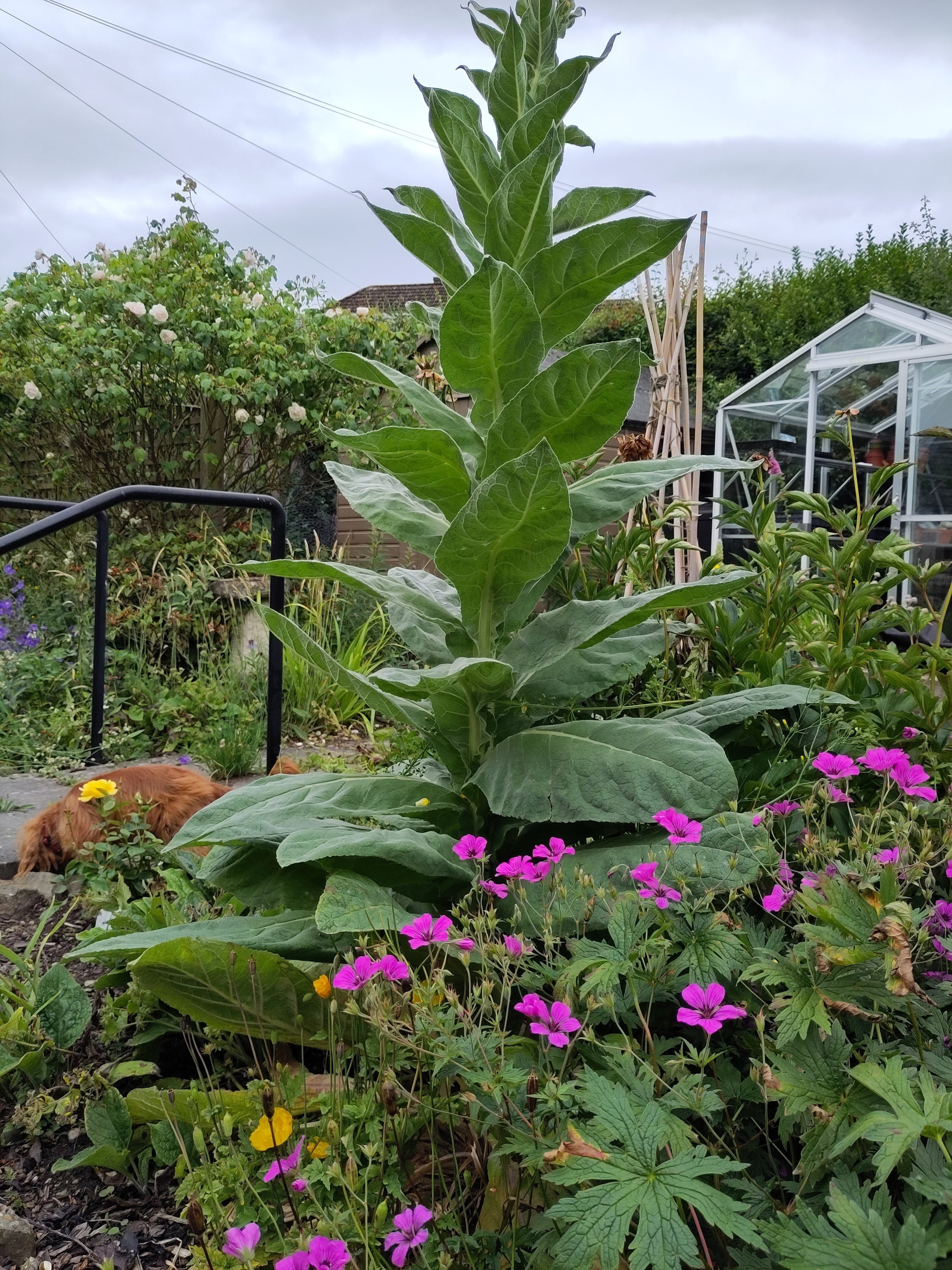 Undoing the garden