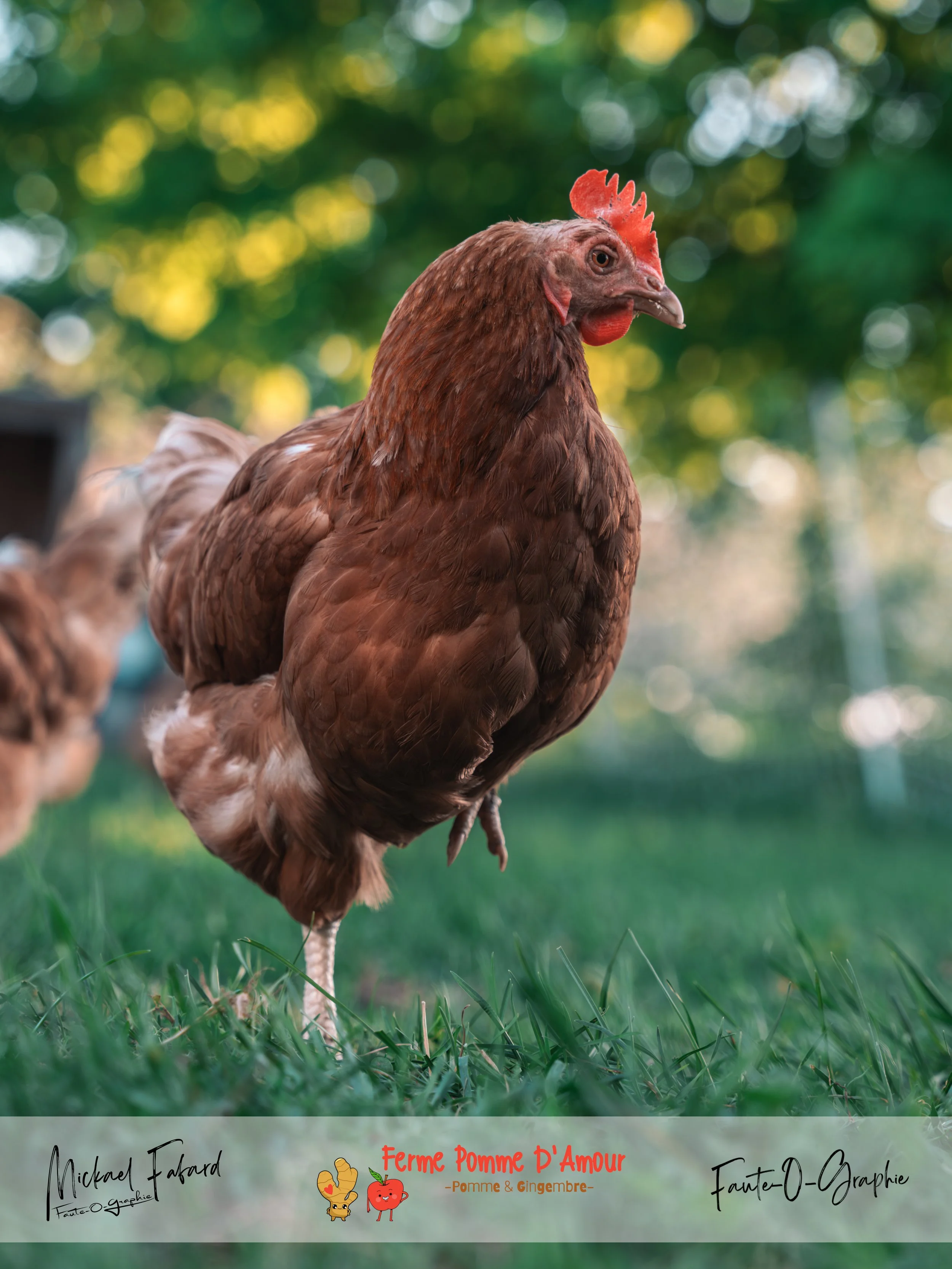 _MFS9091-Avec accentuation-Bruit_fullres_fullres.jpg