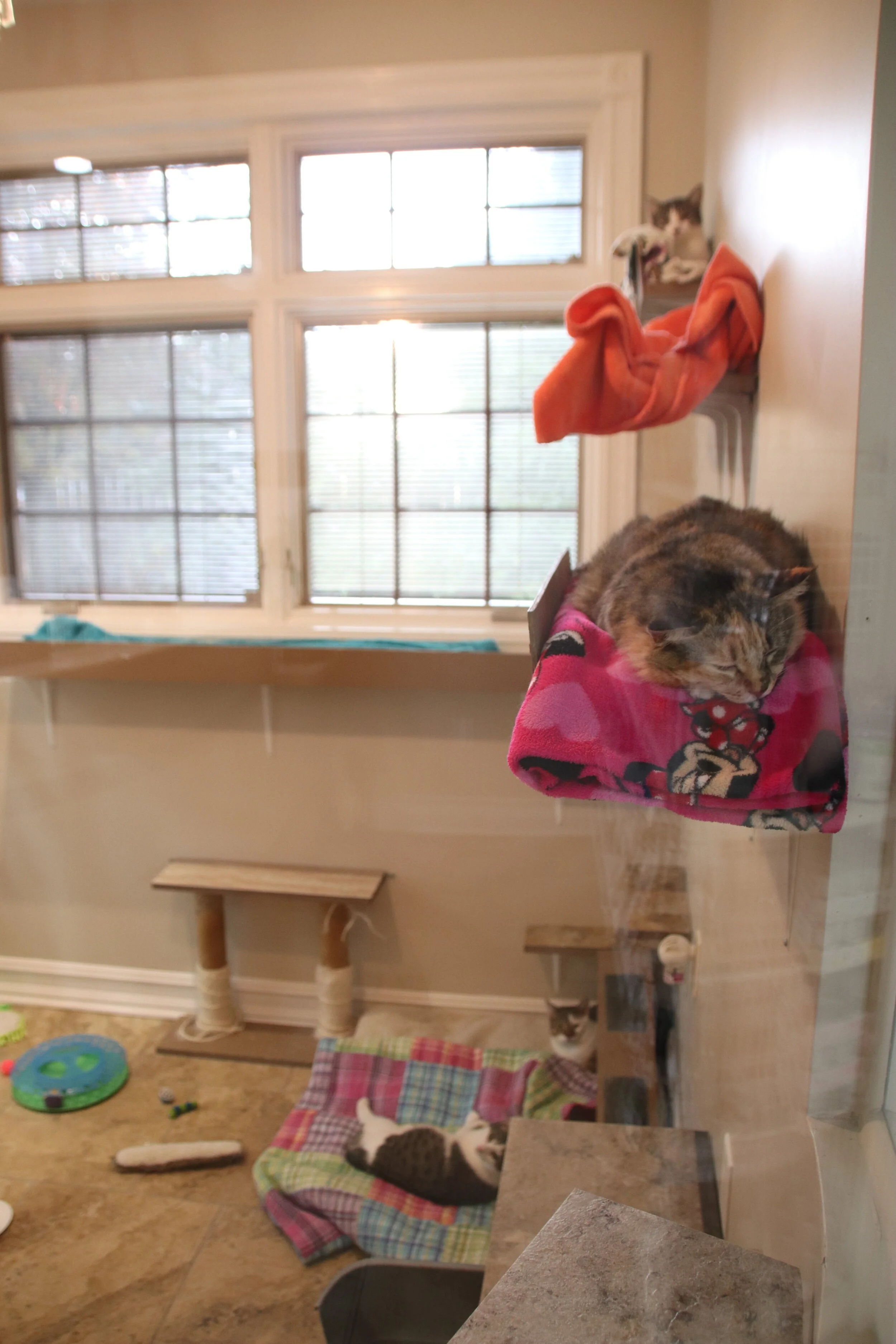 cat adoption room