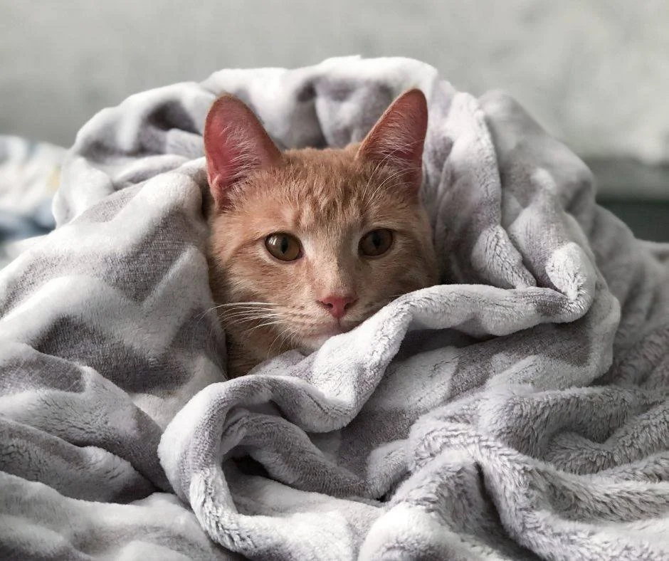 Fall vibes are here! π 
Which one best matches your pet’s personality?
A. Pumpkin spice everything π
B. Cozy blanket snuggler ποΈ
C. Adventure seeker π²
Comment below with your pet’s fall mood!