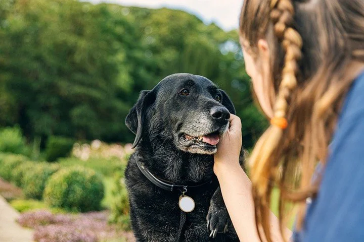 Watching our pets age is bittersweet. Understanding when a pet is considered "senior" can vary, but it’s more about focusing on their quality of life than just a number.