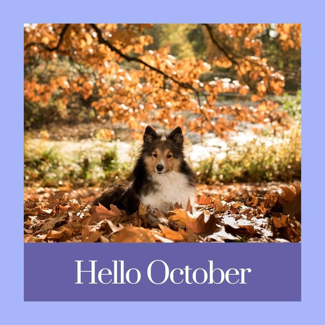 Hello, October! π 
Cozy walks, pumpkin treats, and wagging tails—fall adventures with our pets start now!