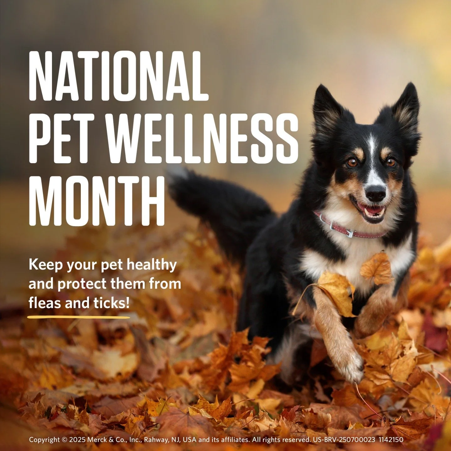 Our pets’ wellness is always top of mind, but this month is a great reminder to ensure you’re doing everything you can to keep your pet safe from fleas and ticks.
