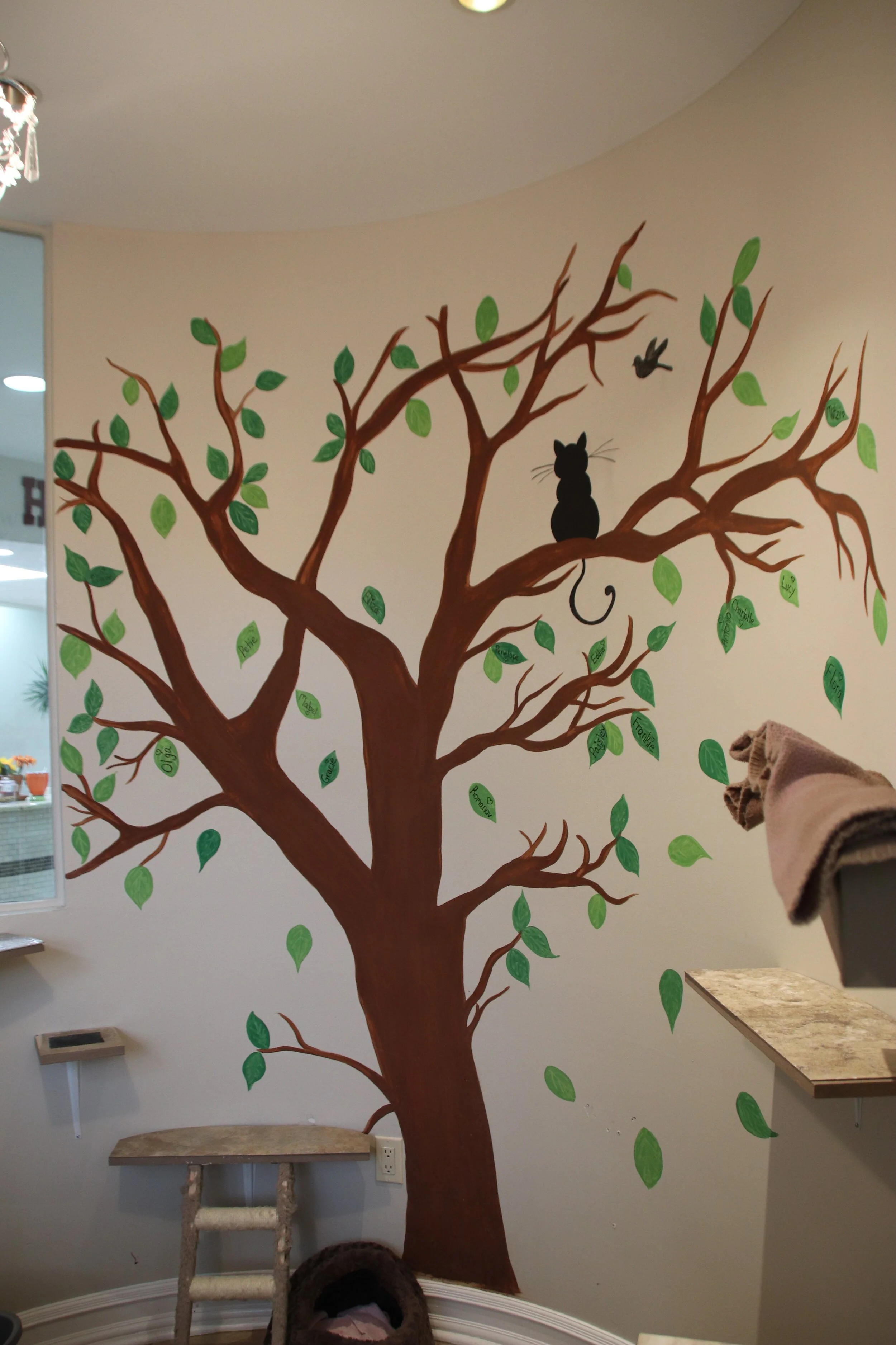 cat adoption room