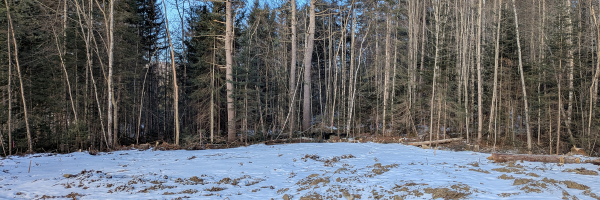 A picture of a woodland plot of land with snow on the ground.