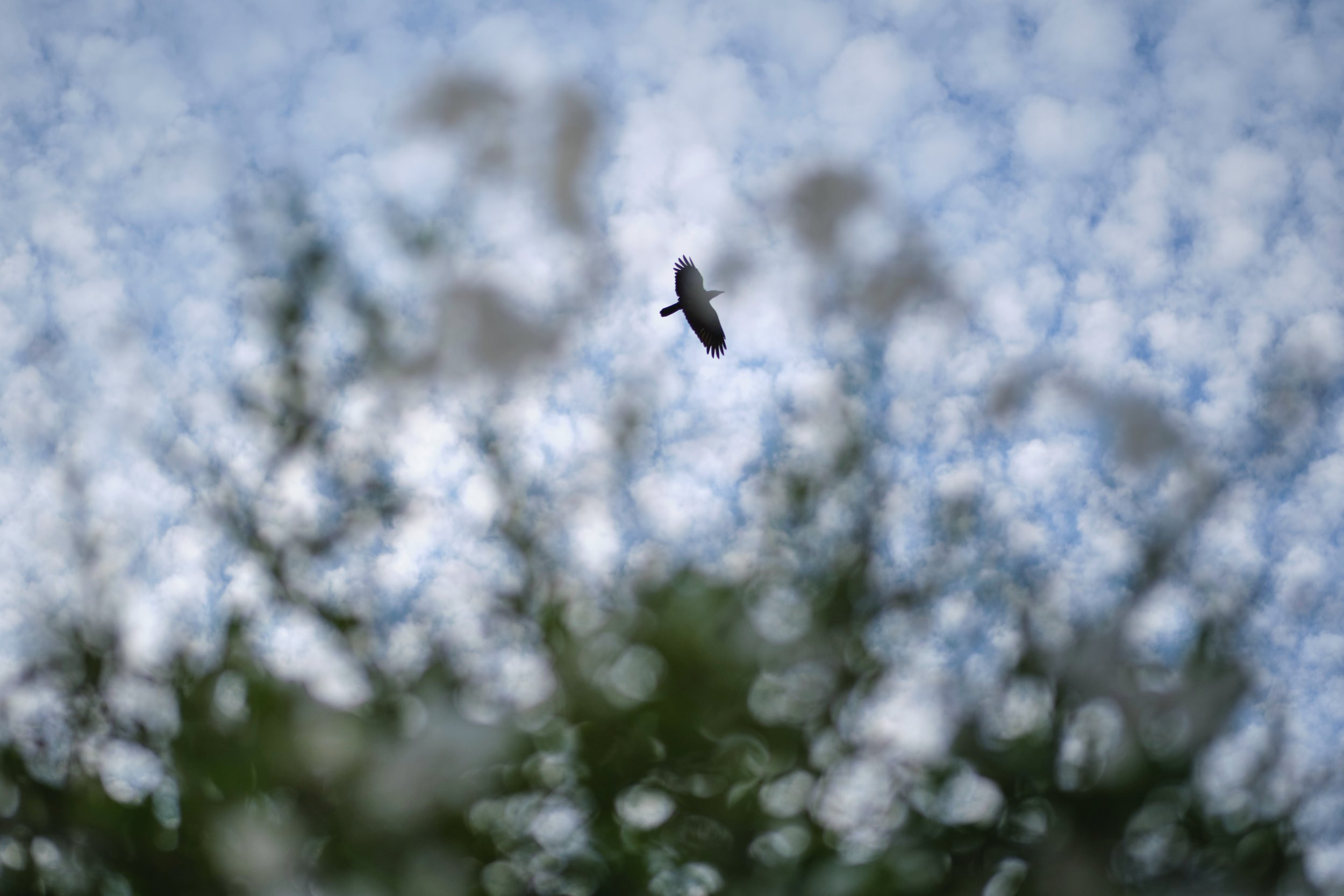 Passing bird