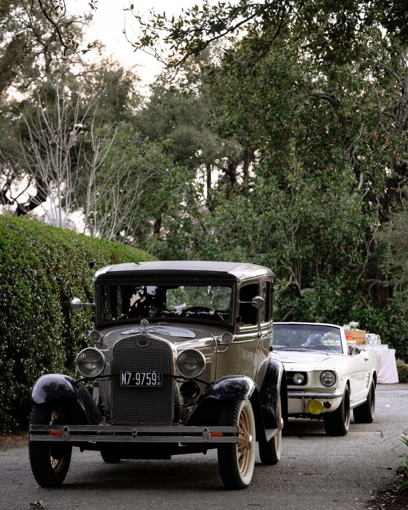 At the @thedallasarboretum  @dallasarboretumweddings showing our elegant Model A and our enchanting Mustang. Book them for your chauffeured grand exit or getaway at the link in our bio!

Photos of course by the talented @jandroby.media 

#pegasuscoll