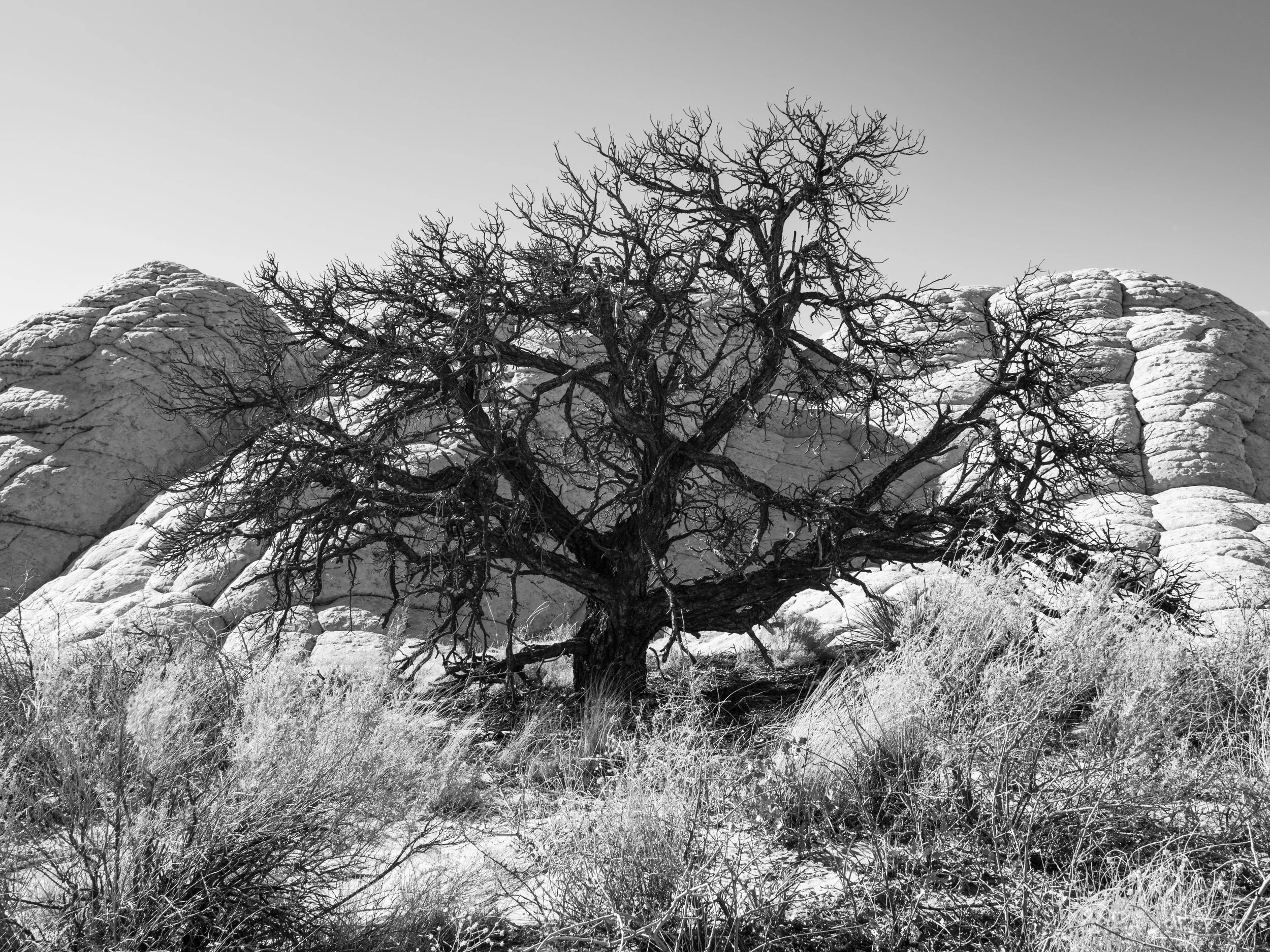 20250419-DSC_5654-HDR.jpg