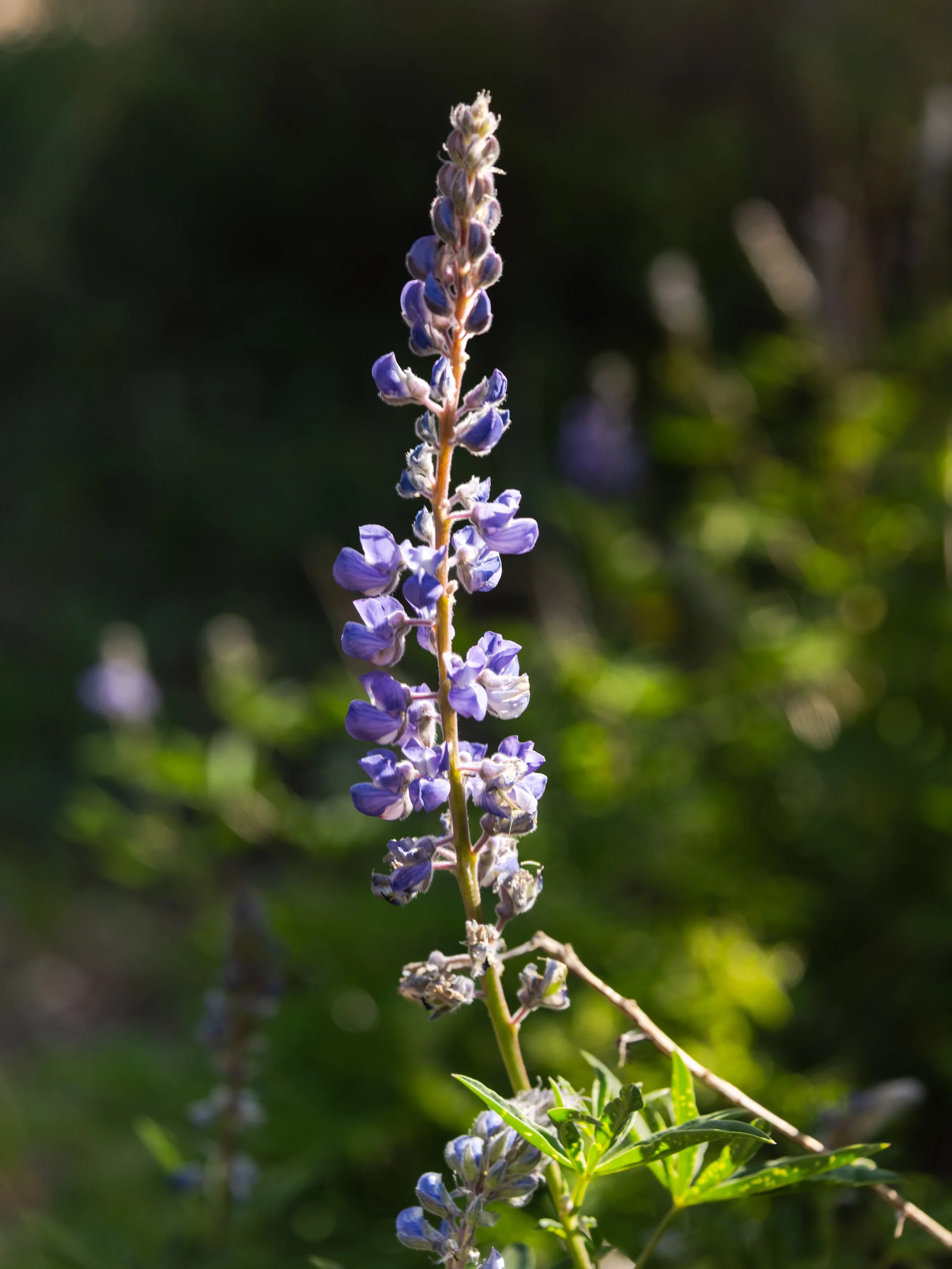 20250704-DSC_0150-HDR-Pano.jpg
