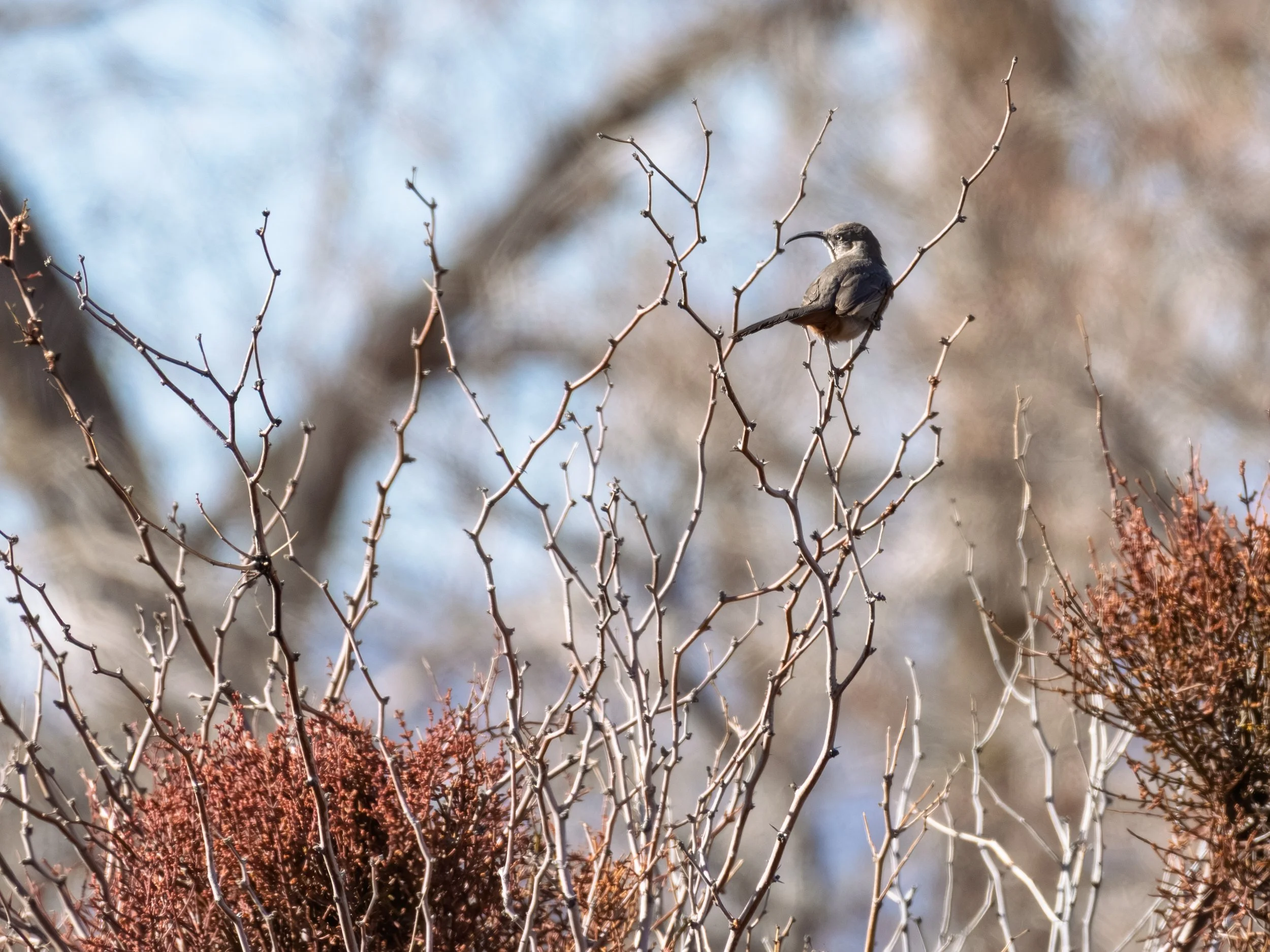 20250309-DSC_4068-Edit.jpg