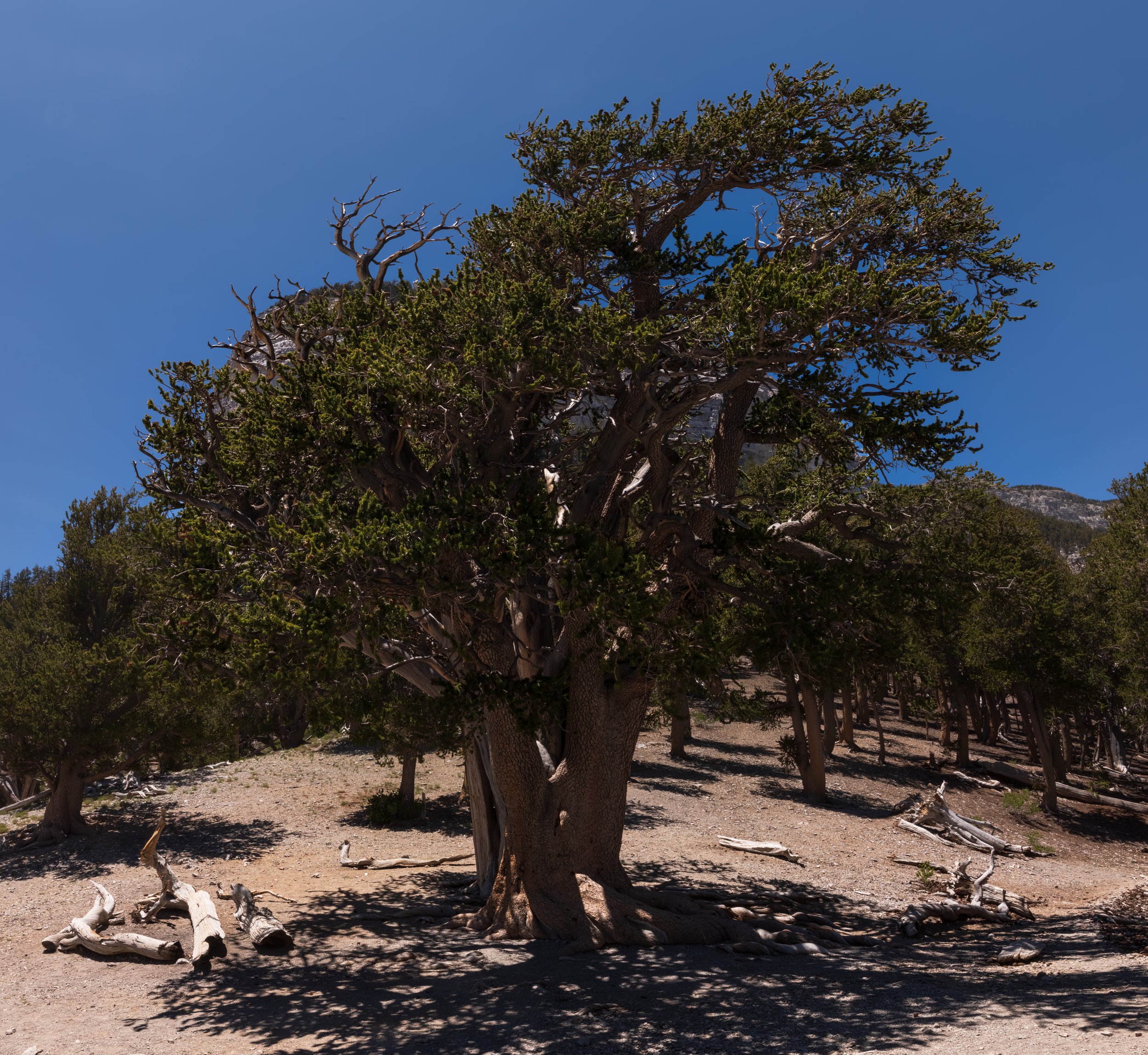 20250629-DSC_9829-HDR-Pano.jpg