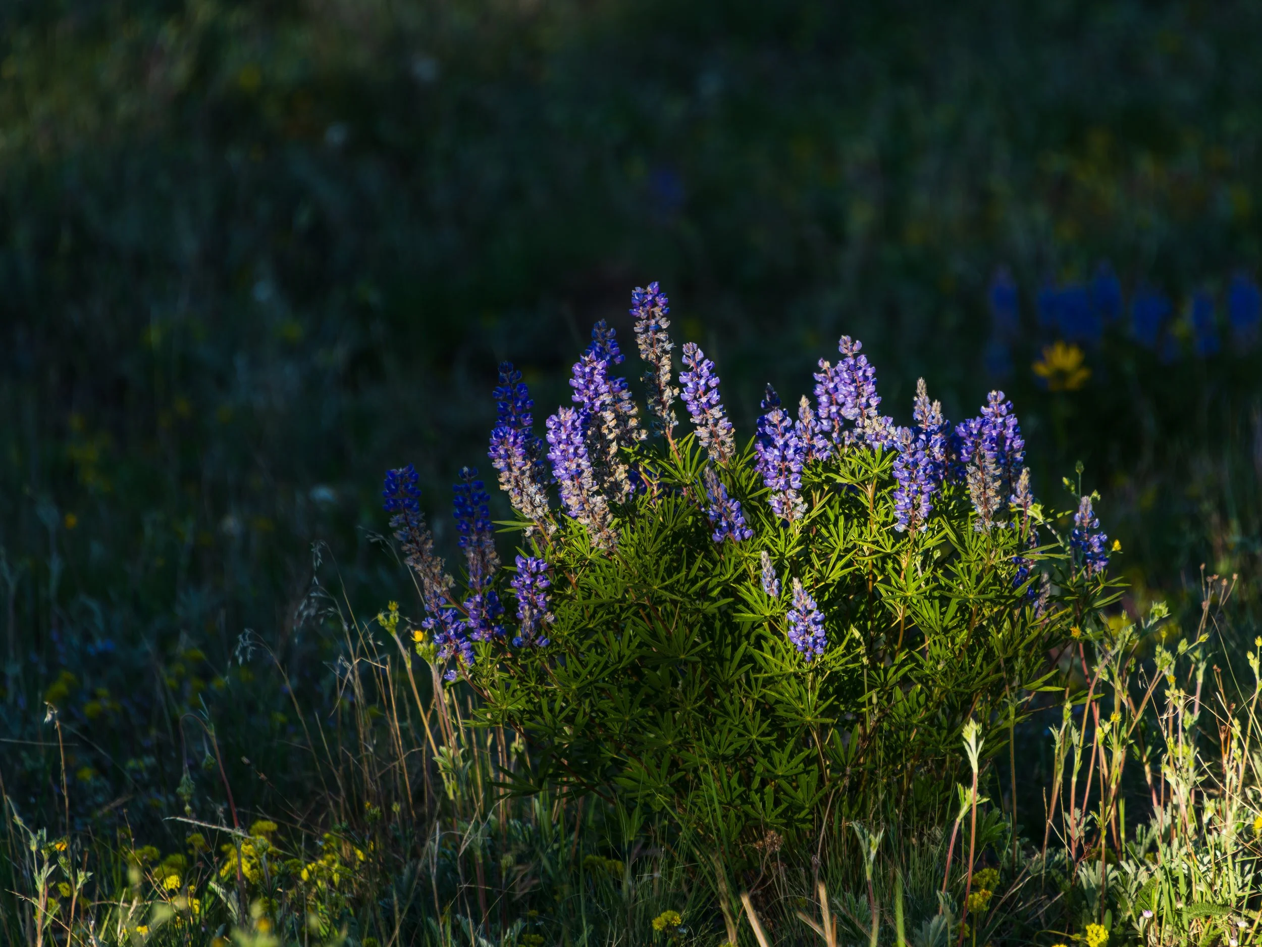 20250704-DSC_0355-HDR.jpg