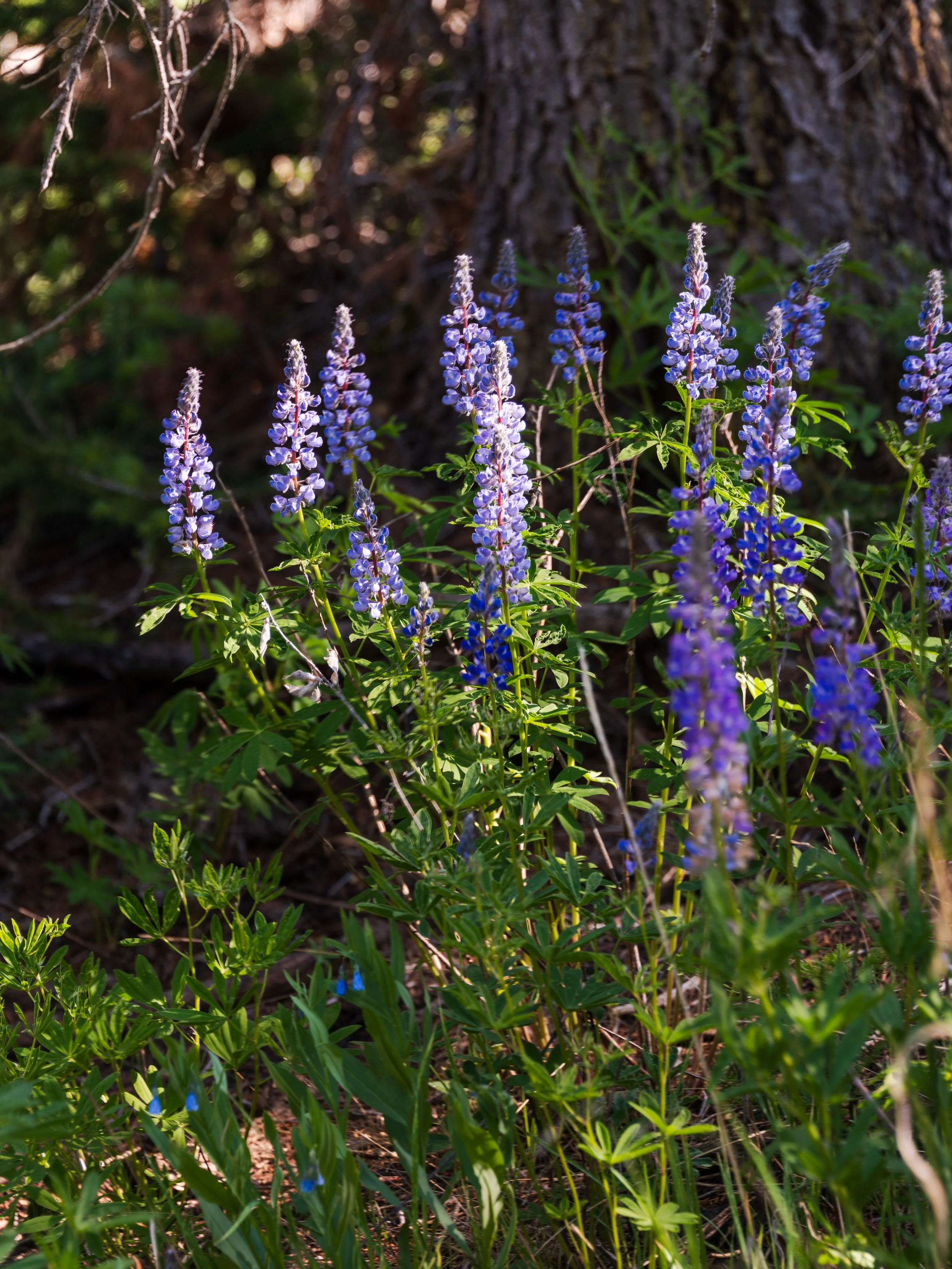 20250704-DSC_0095-HDR-Pano.jpg