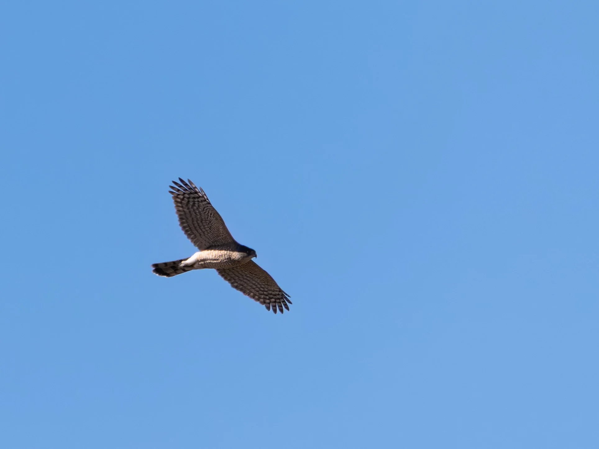 20250309-DSC_4099-Edit.jpg