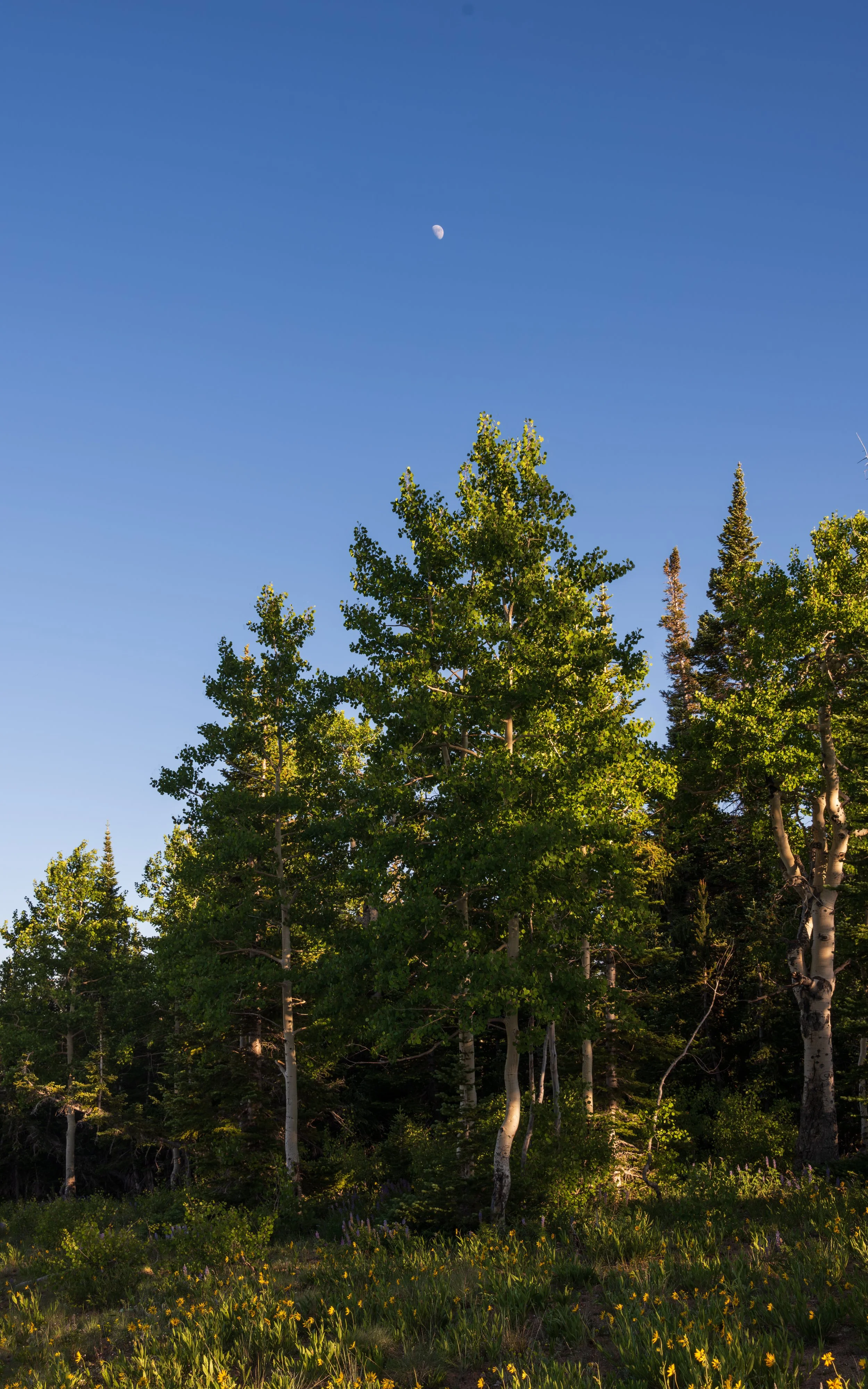 20250704-DSC_0295-HDR-Pano.jpg