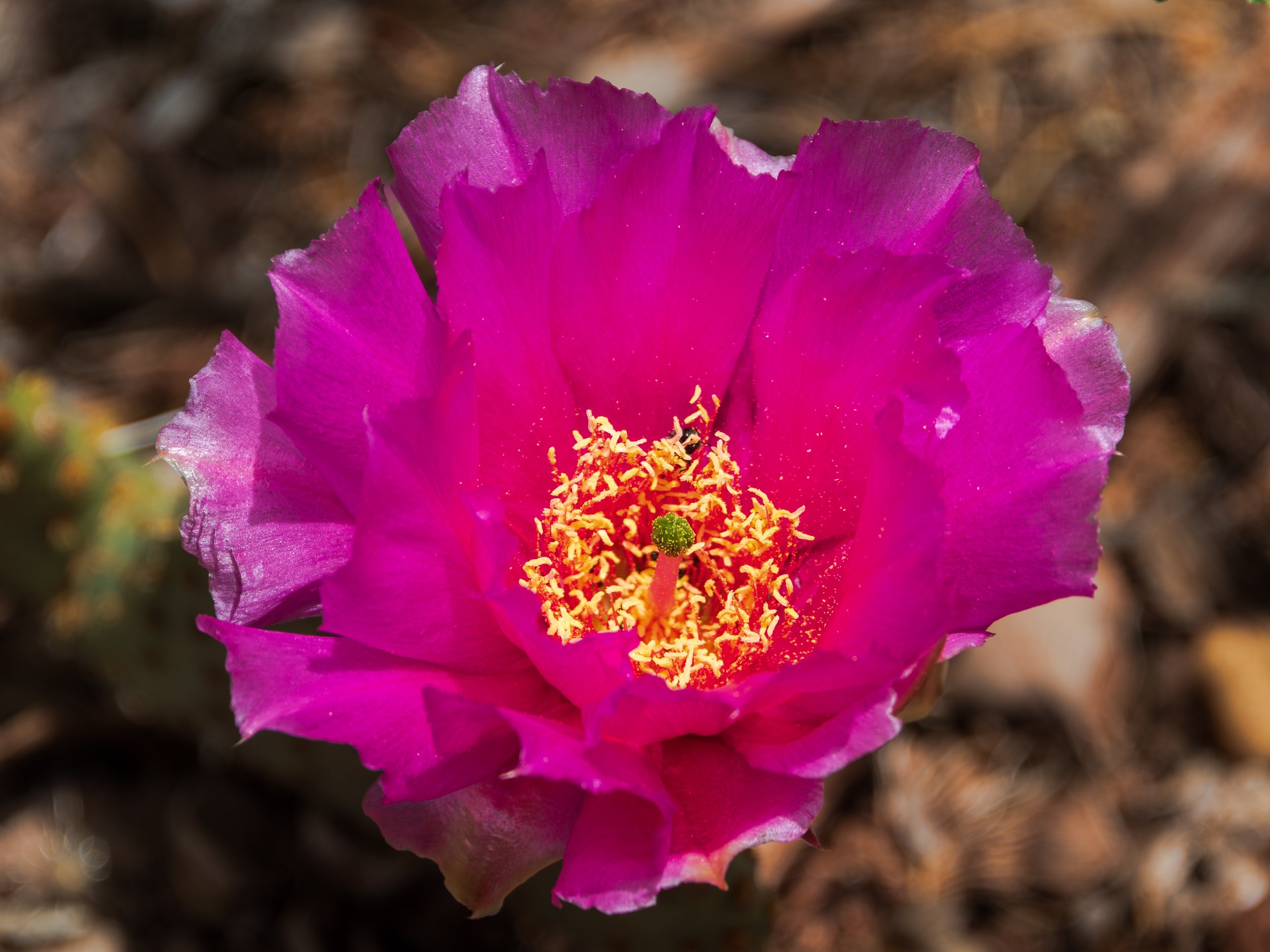 20250601-DSC_9279-HDR.jpg