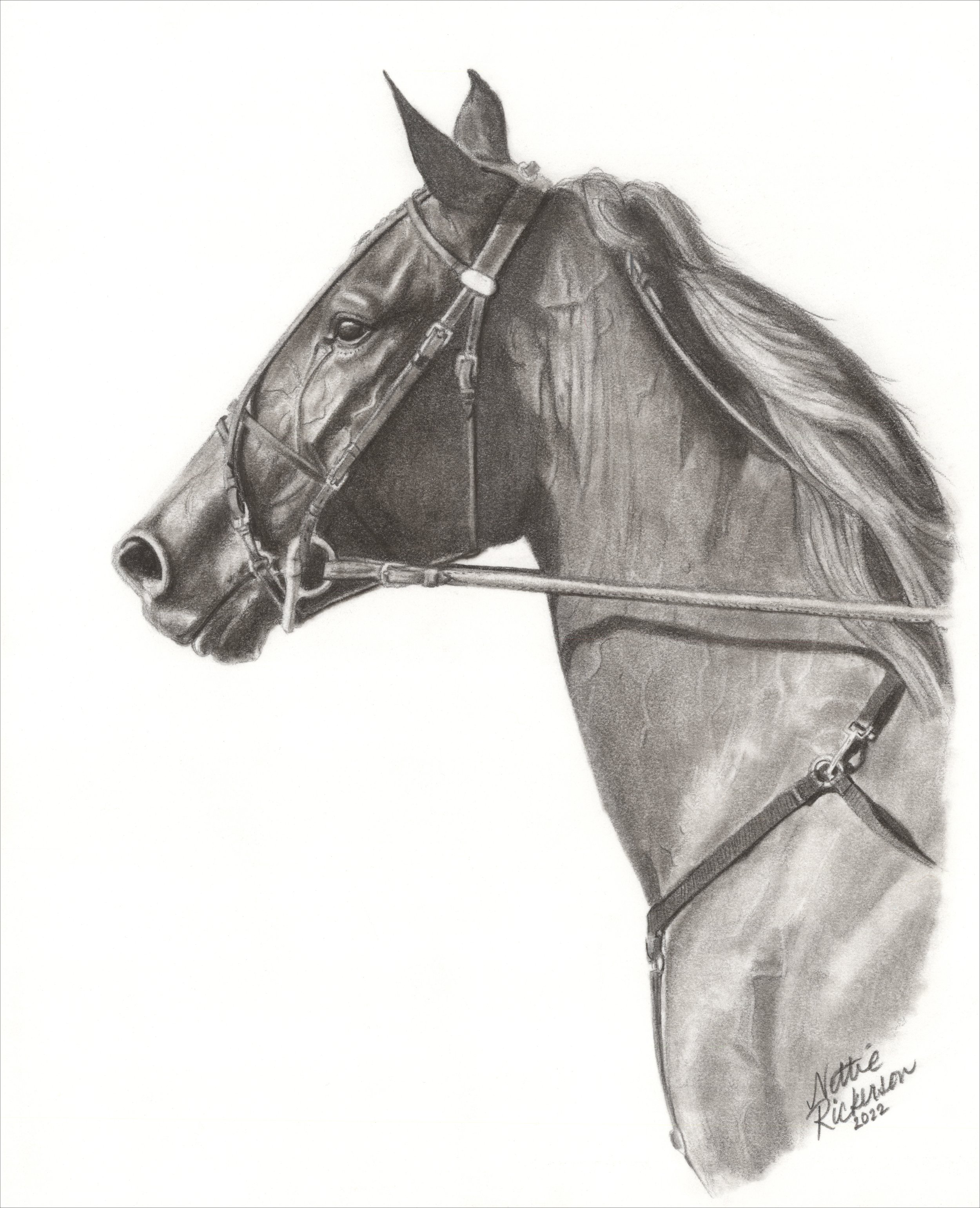 Standardbred