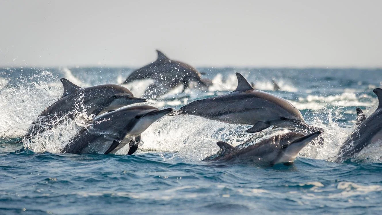 A pod of dolphins swimming and jumping in the ocean.