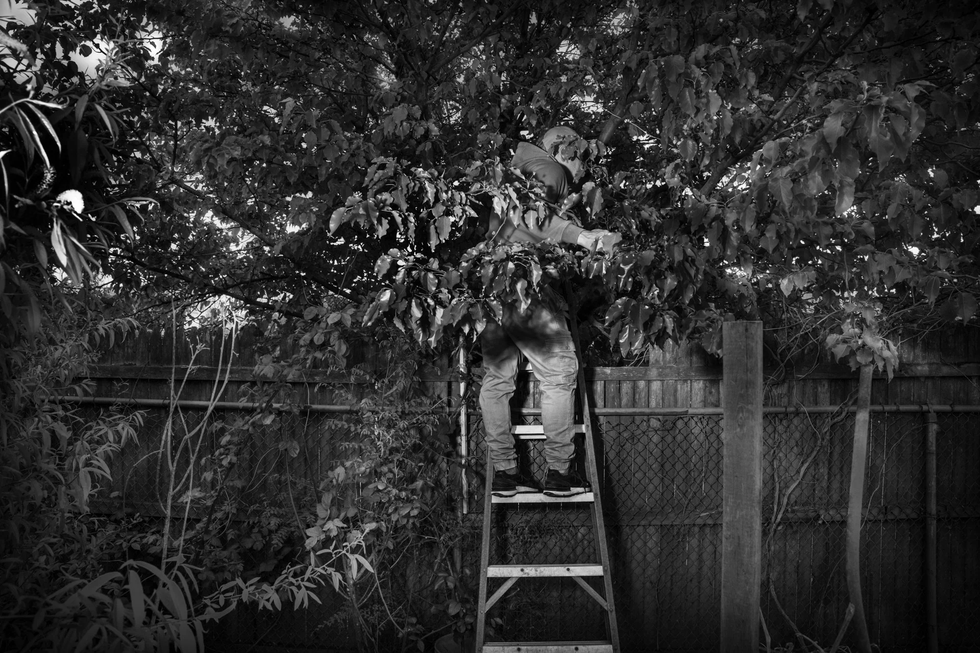 Over the fence _JTH_03JPG.JPG