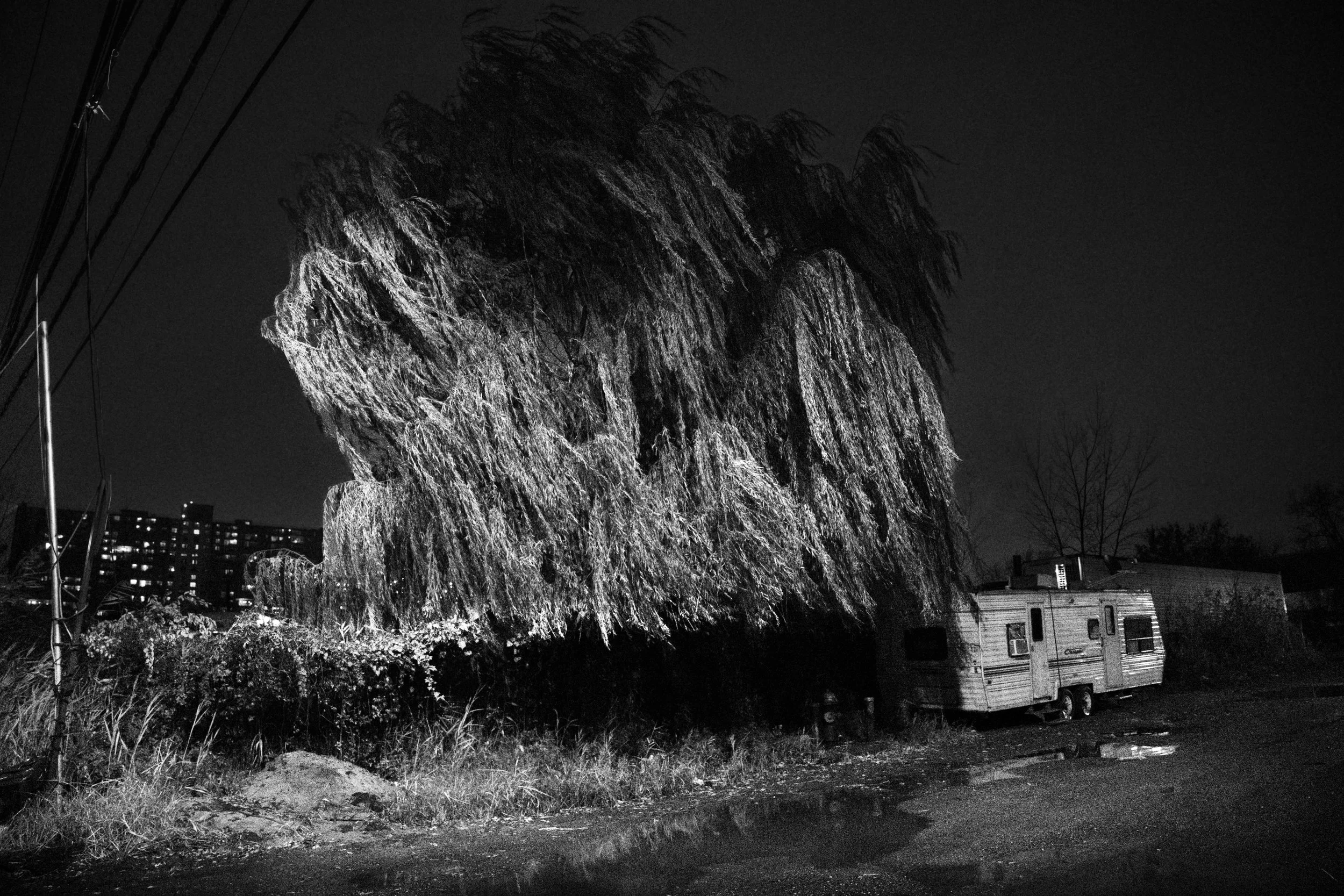 Willow Tree_JTH_01 copy.JPG