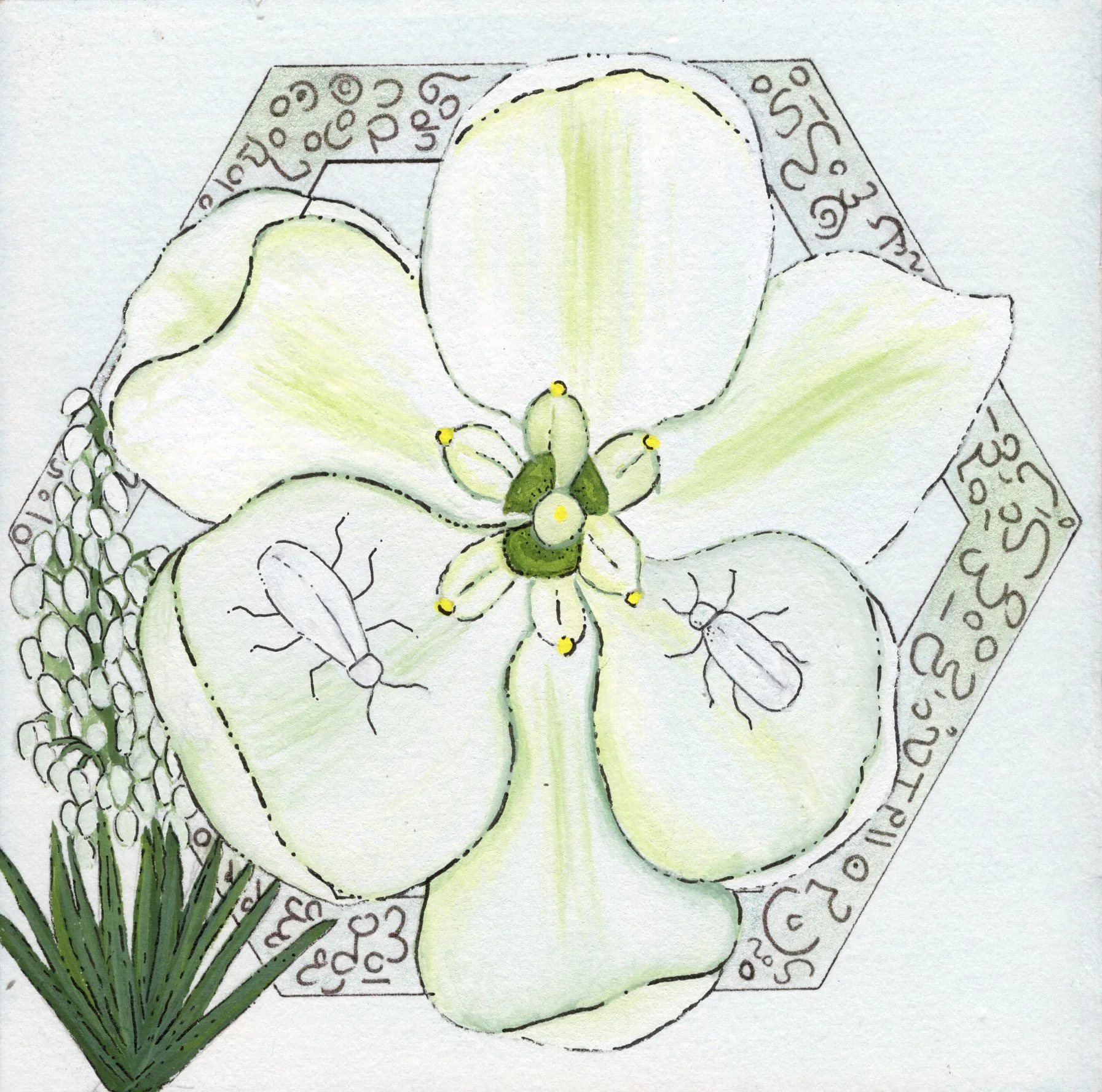 Yucca.jpg