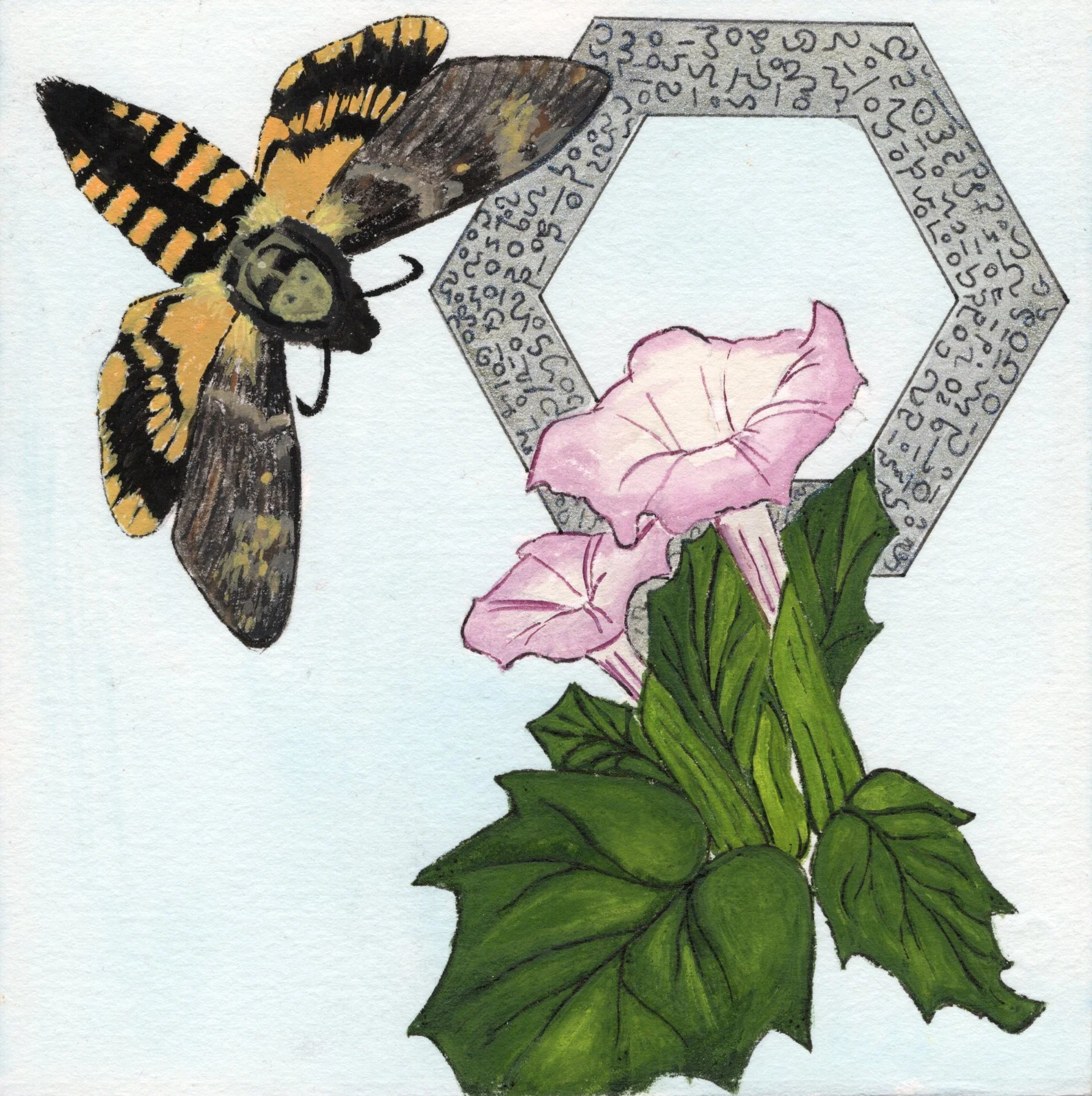 Datura.jpg