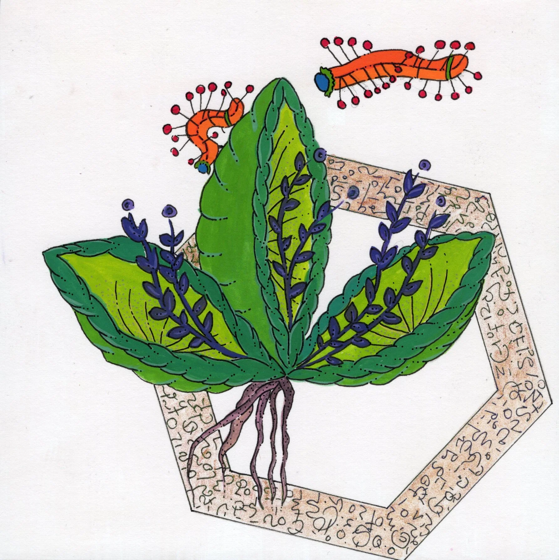 Dream - Concha verde.jpg