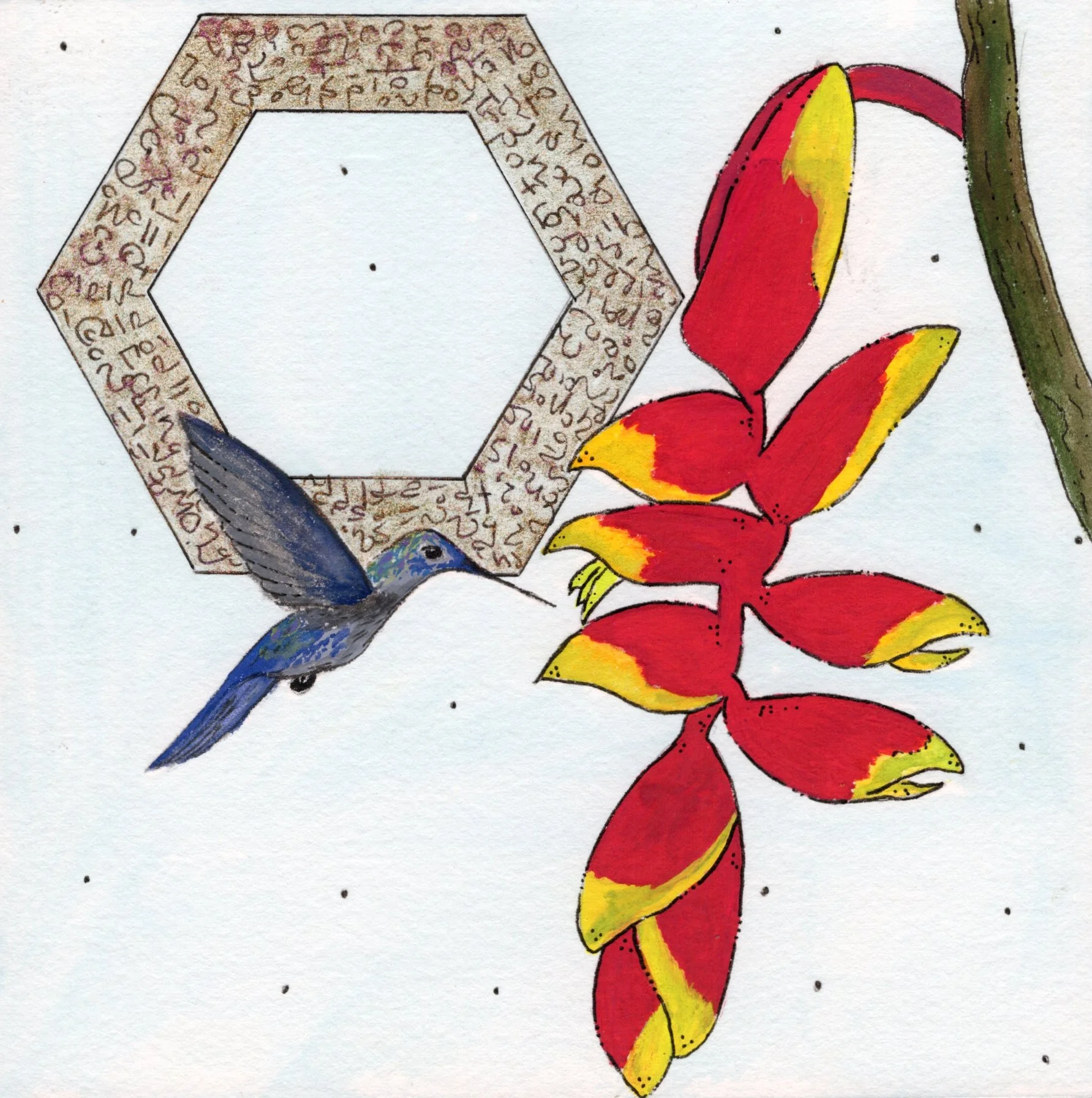 Heliconia tortuosa + .jpg