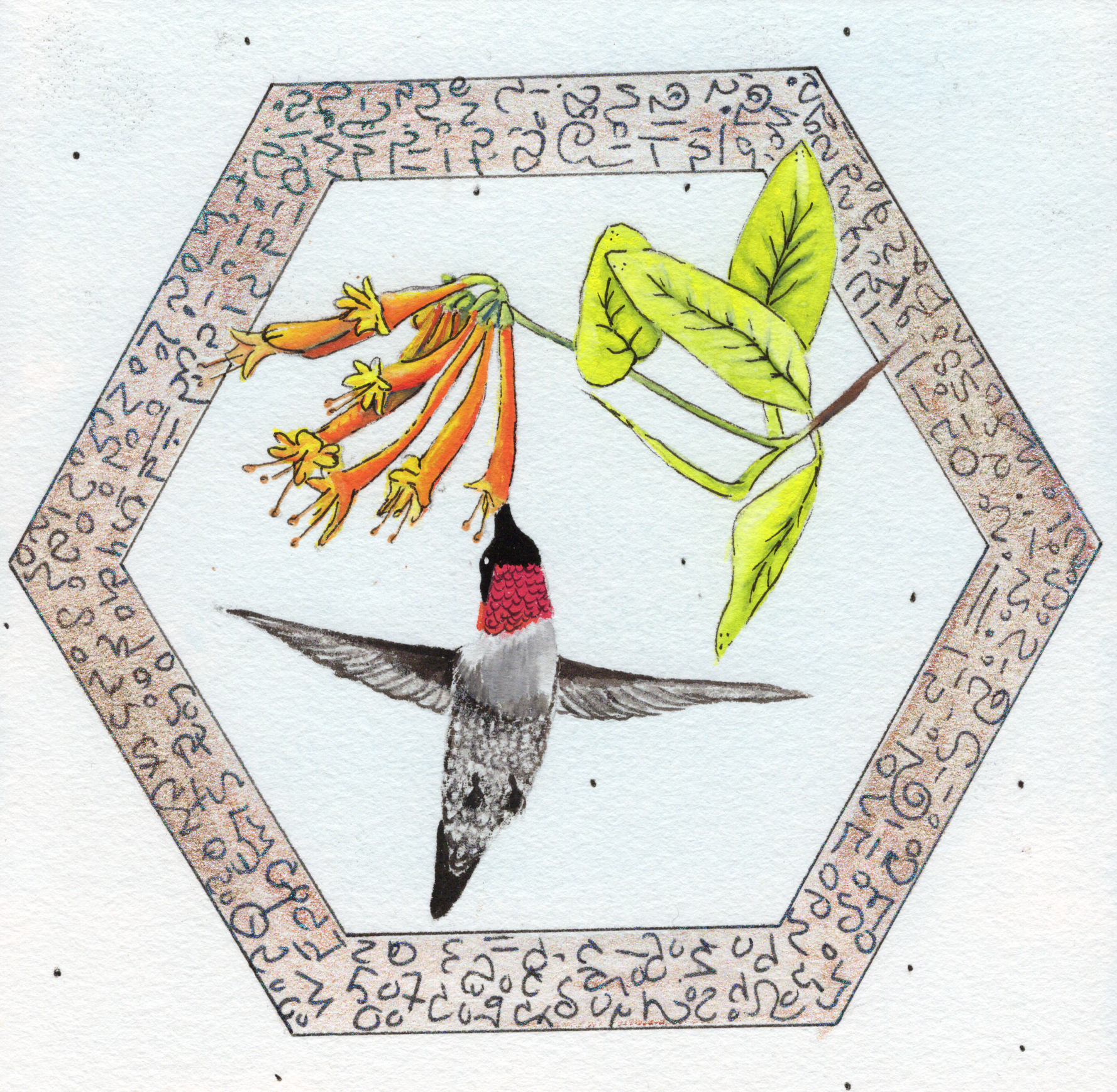 Ruby throated hummingbird.png