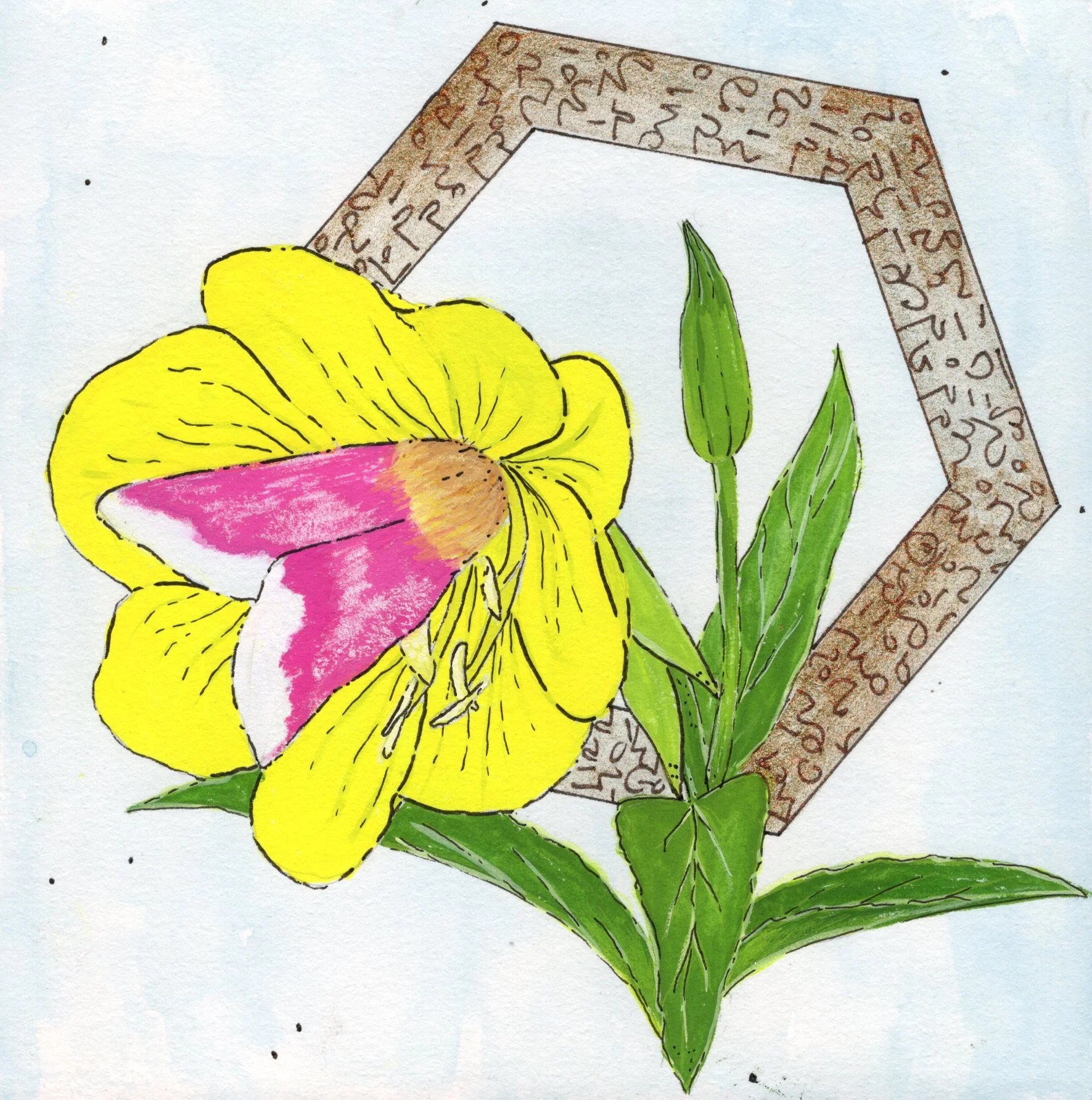 Evening Primerose.jpg