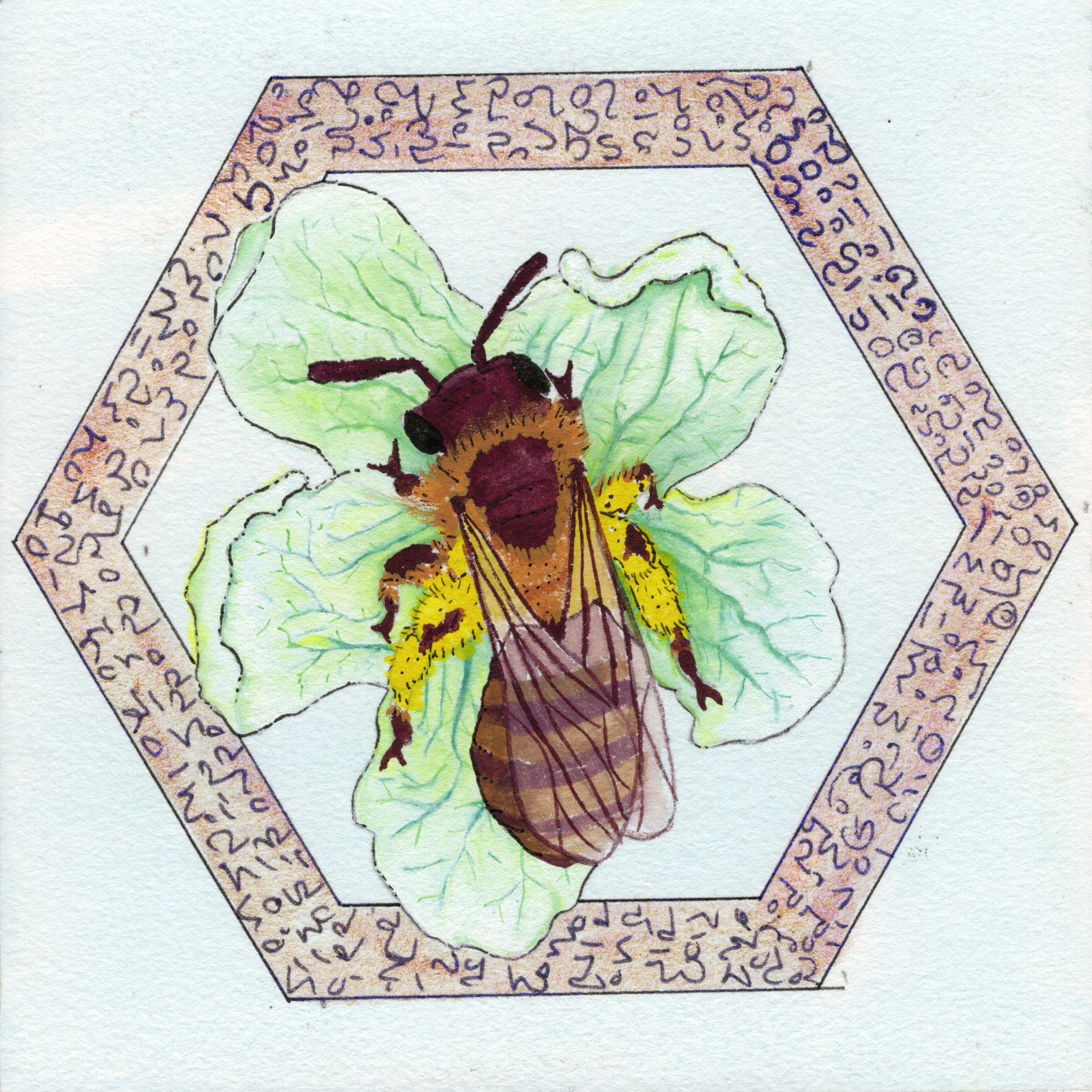 Andrea Florea (bee) on white Bryony flower.png