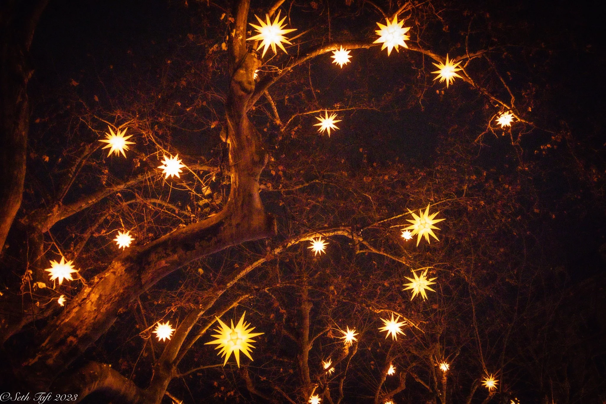 Stars in Trees.jpg