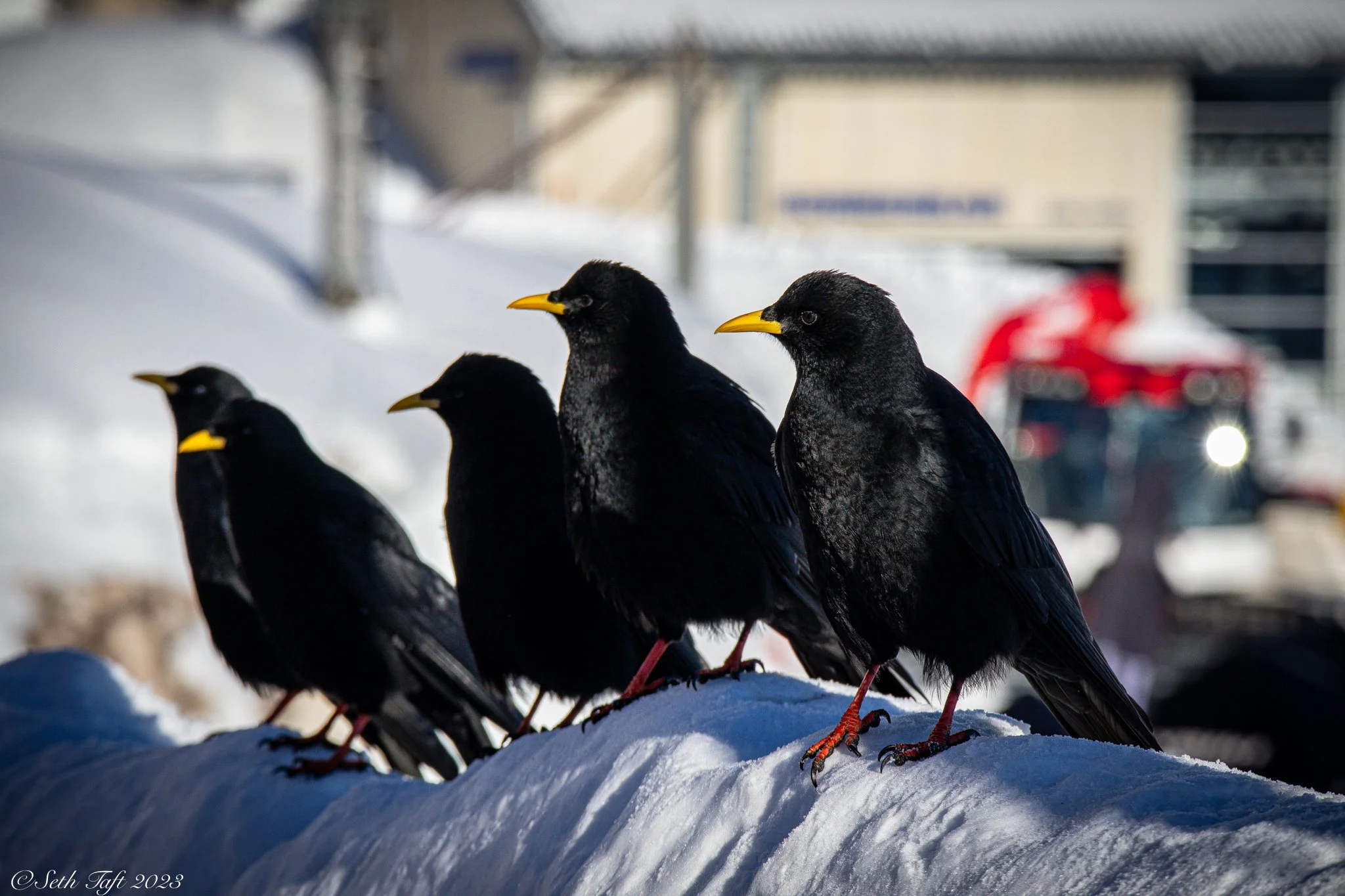 Birds of Zugsptize.jpg