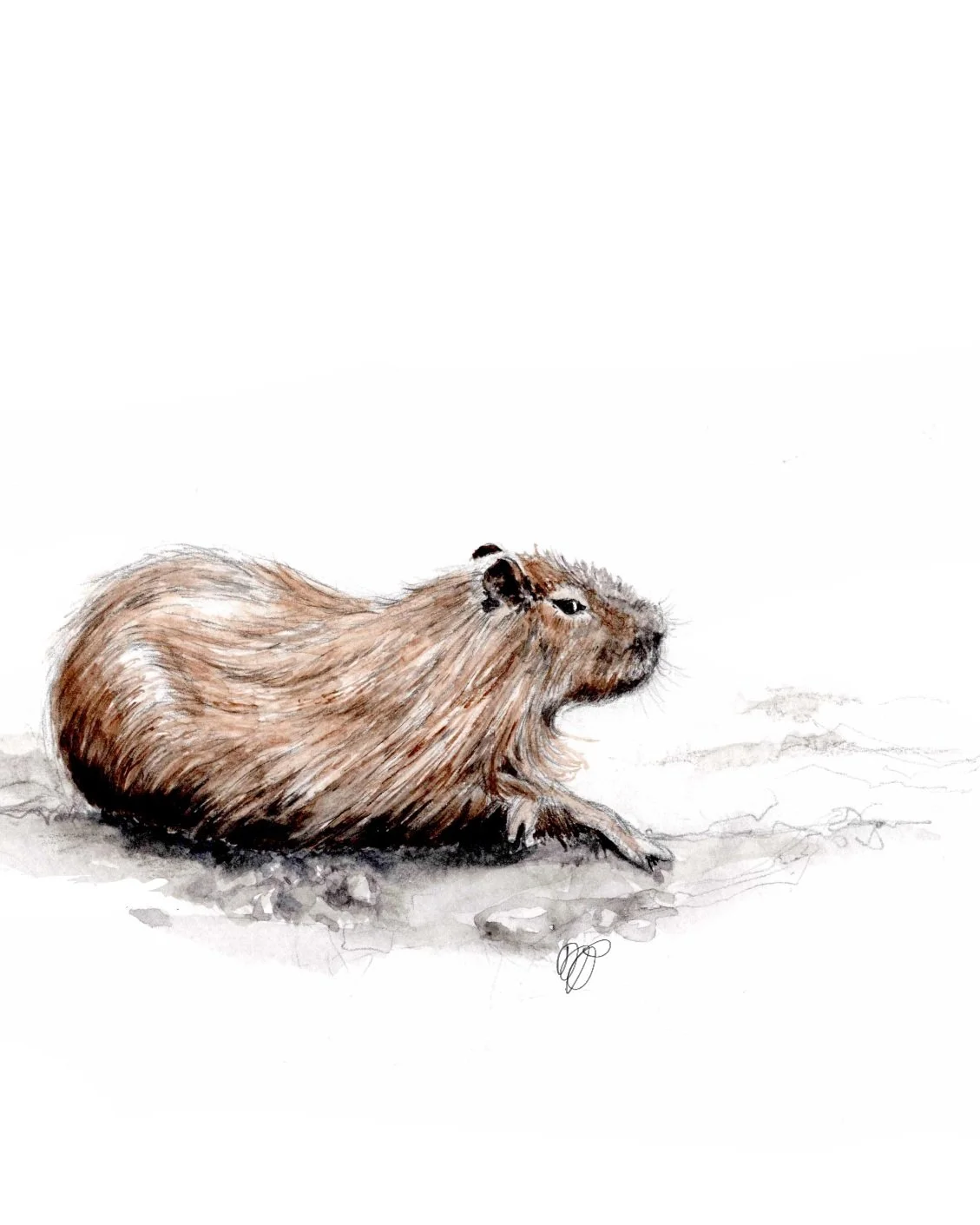 Capybara