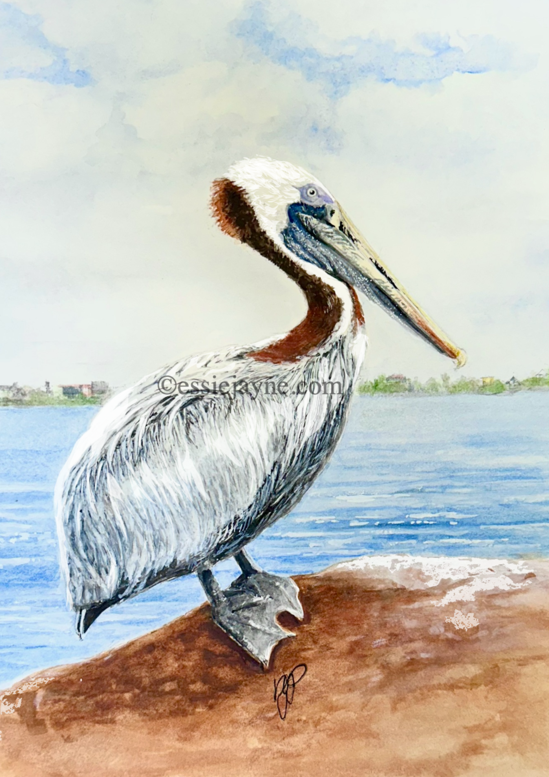 Brown Pelican