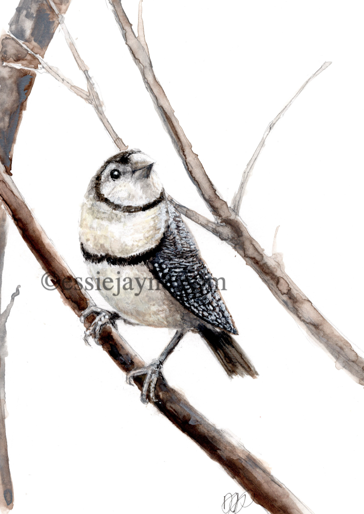 Owl Finch or Double-barred Finch