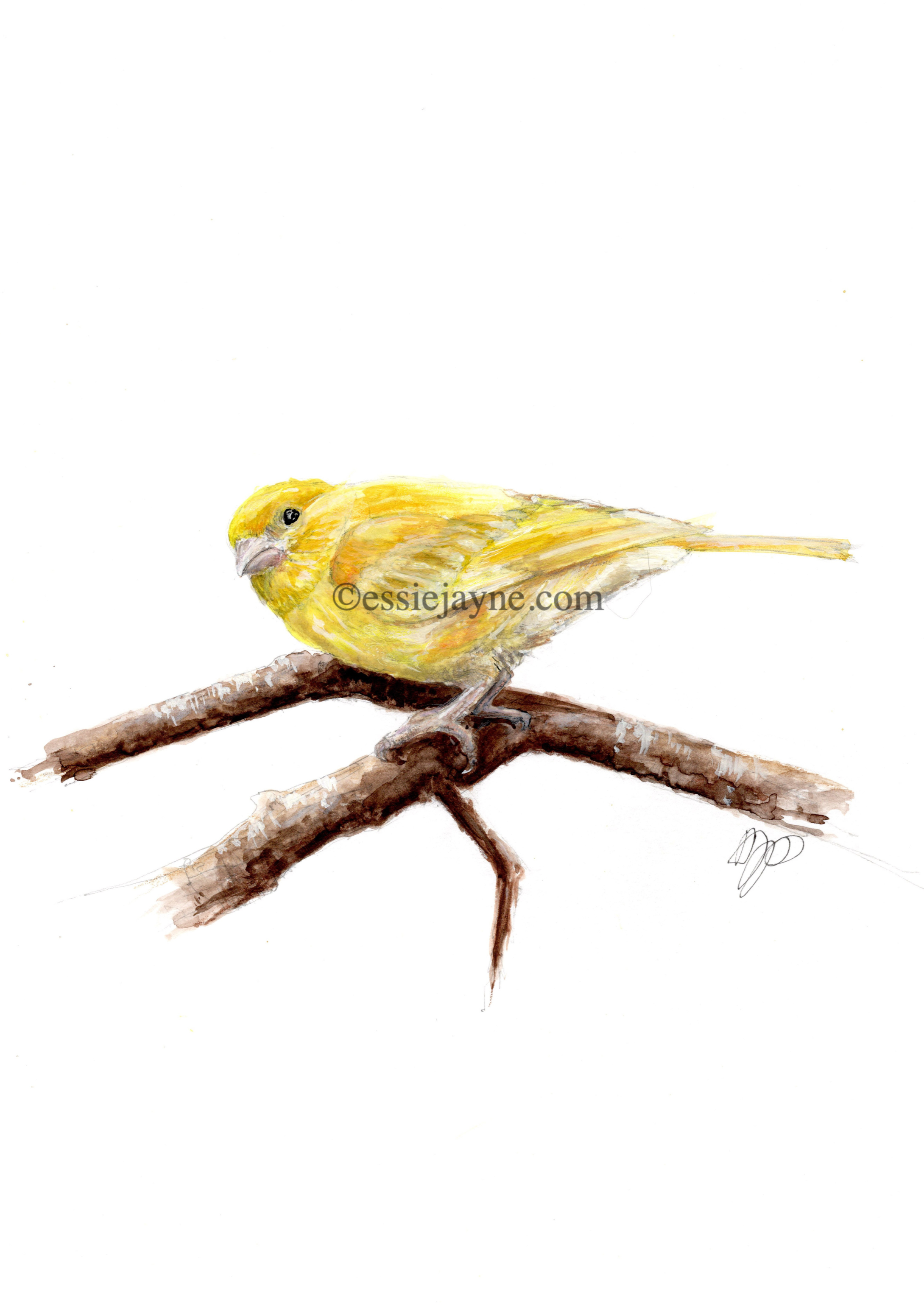 Island Canary