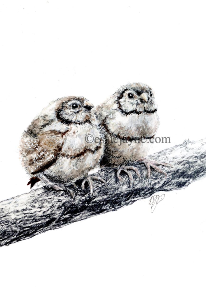 Owl Finch Fledglings                                                     