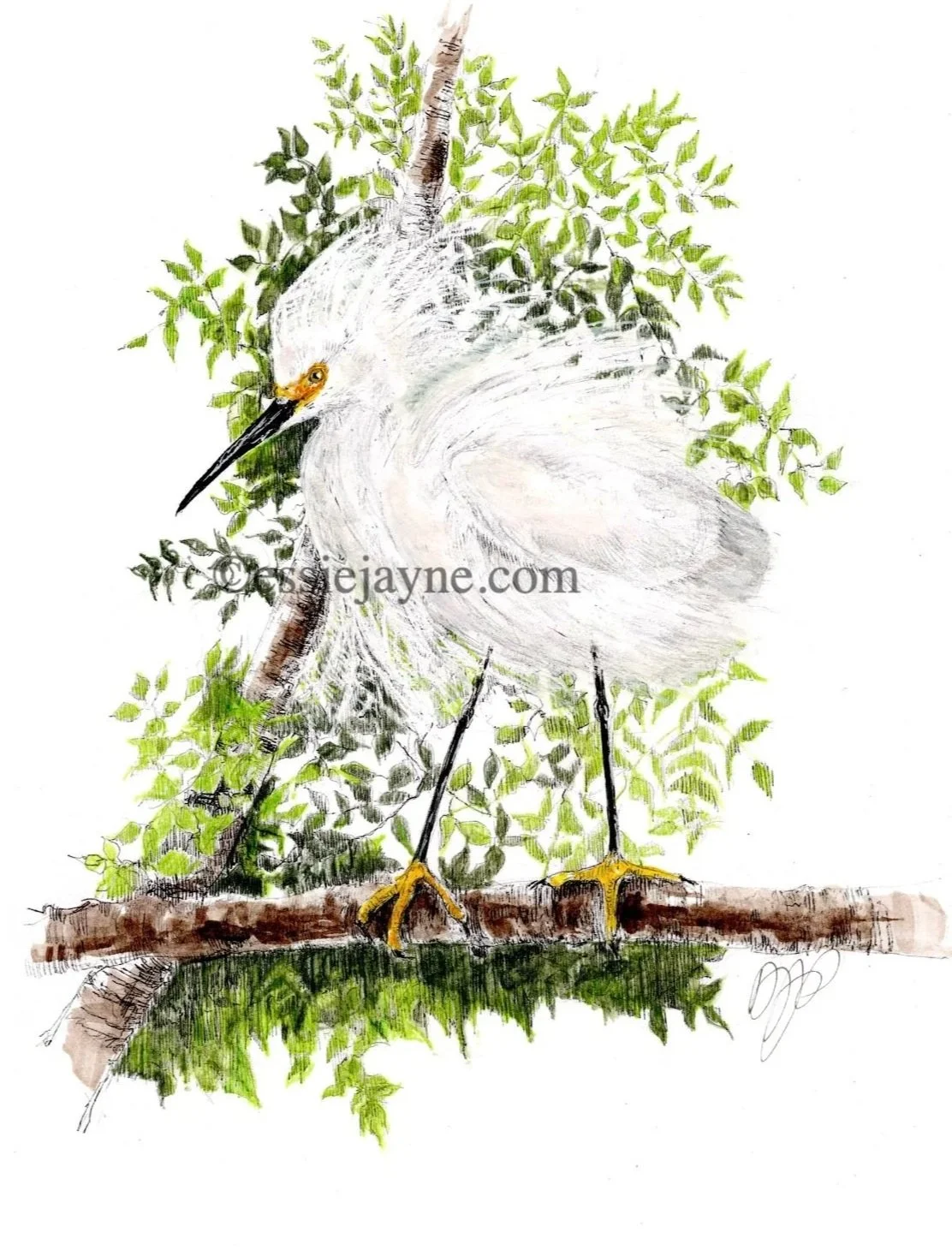 Egret